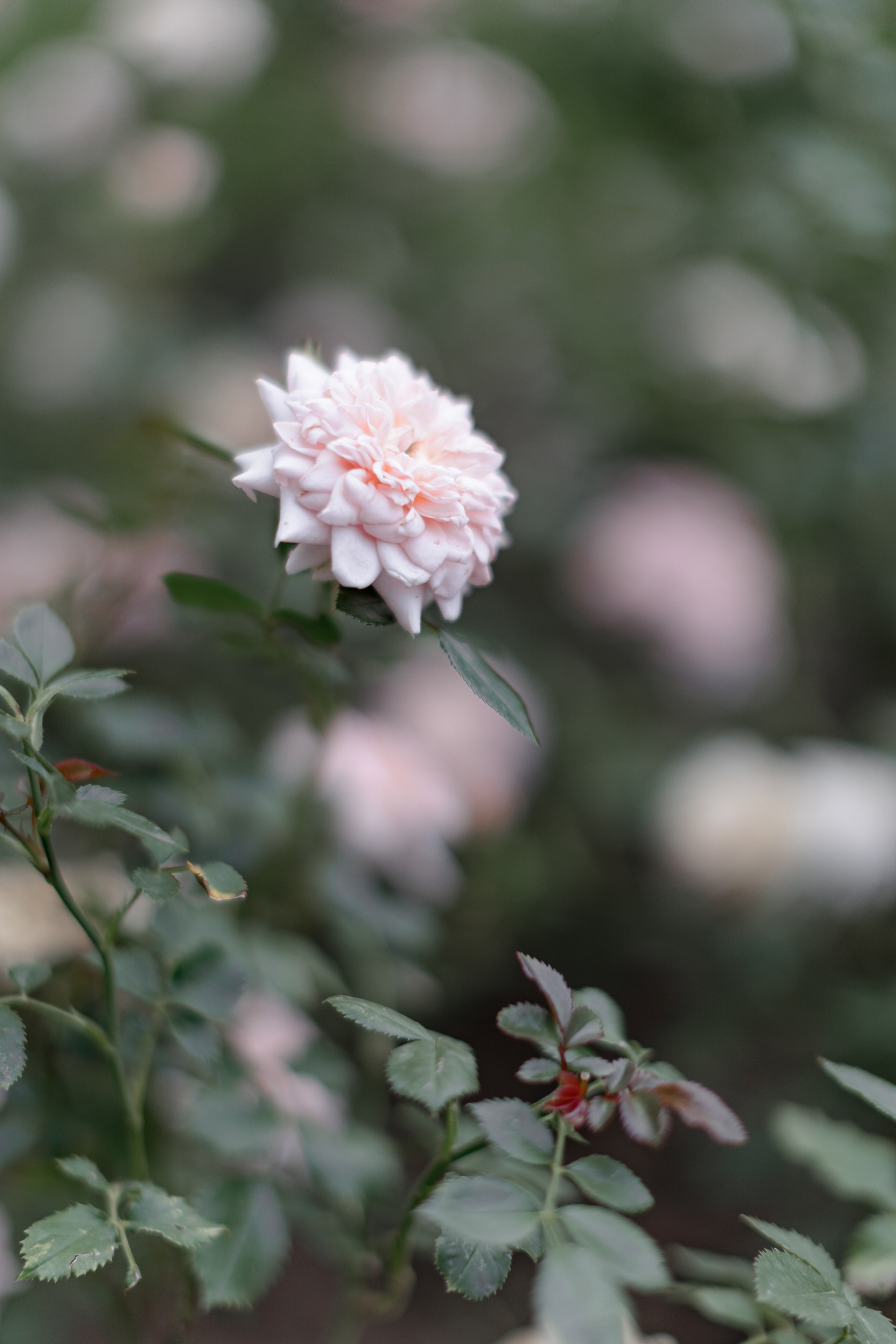 Лиза Виктор. Свадебный фотограф Виктория Карпова