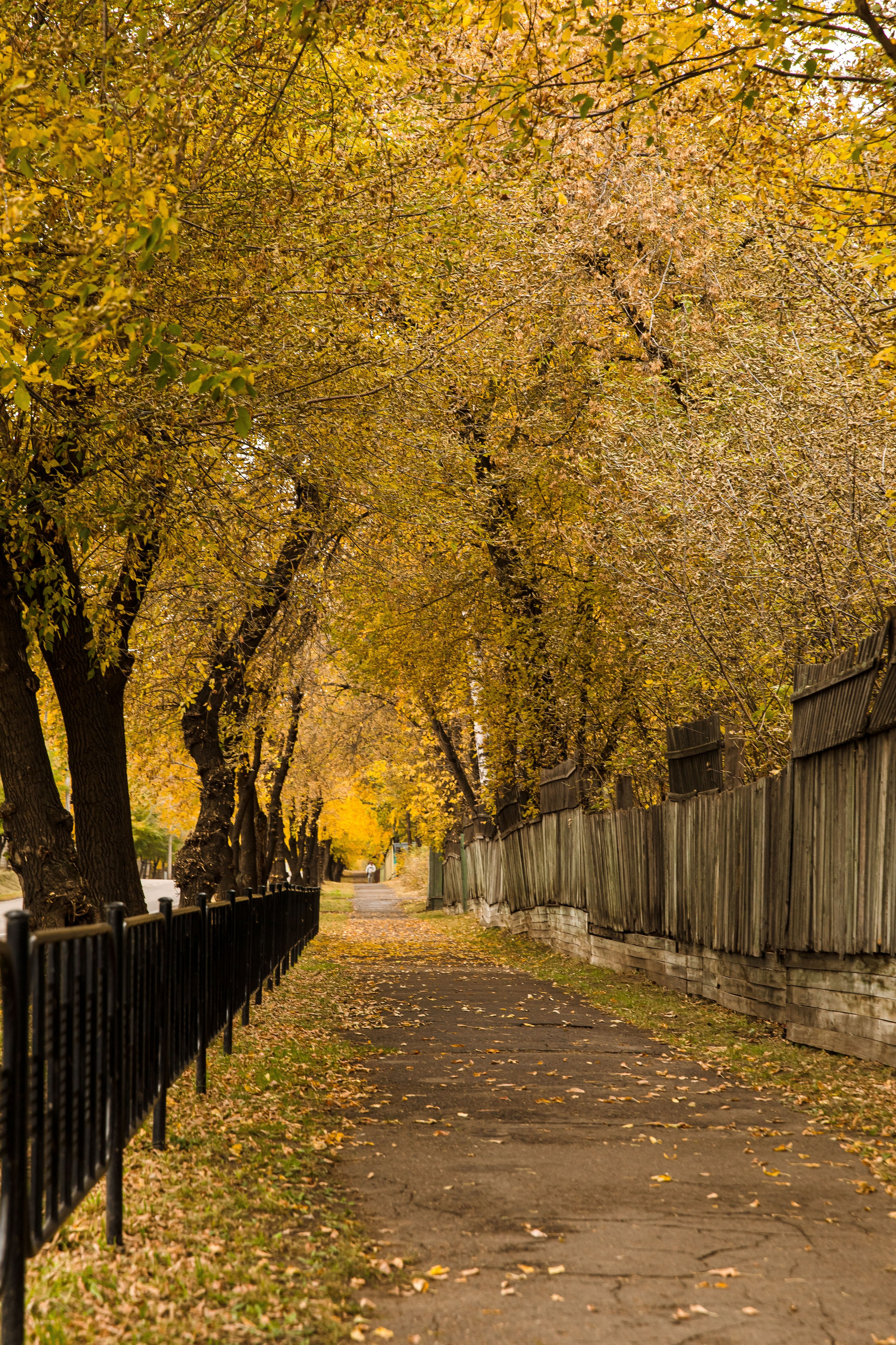 Осень в парке. Семейный и детский фотограф в Железногорске Саламахо Ольга