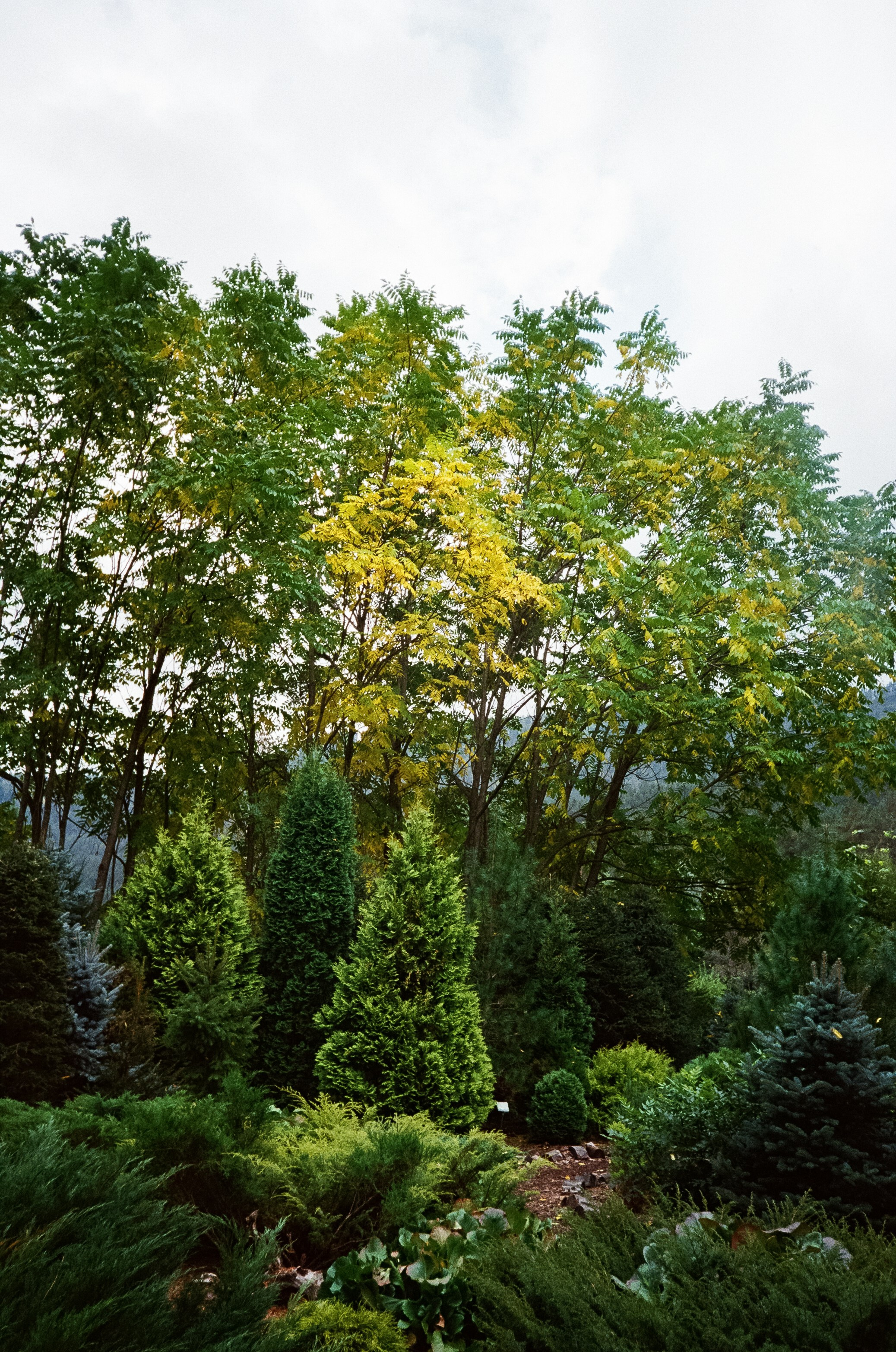 Катунь и сосны на базе Беррель. Ботанический сад. Фотограф-документалист Мария Осокина
