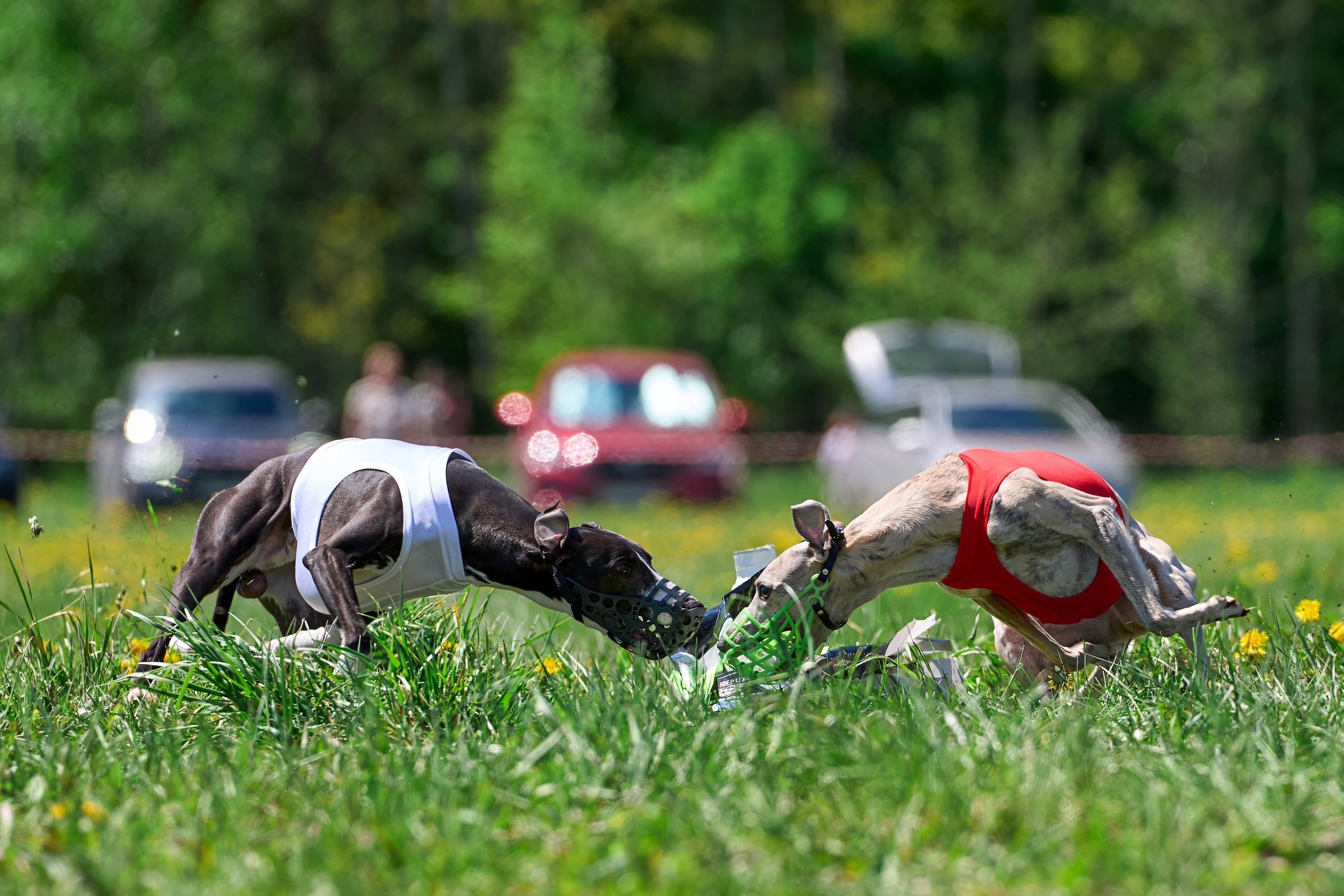 Квалификация по курсингу Донино. Фотограф-анималист Михаил Манухин