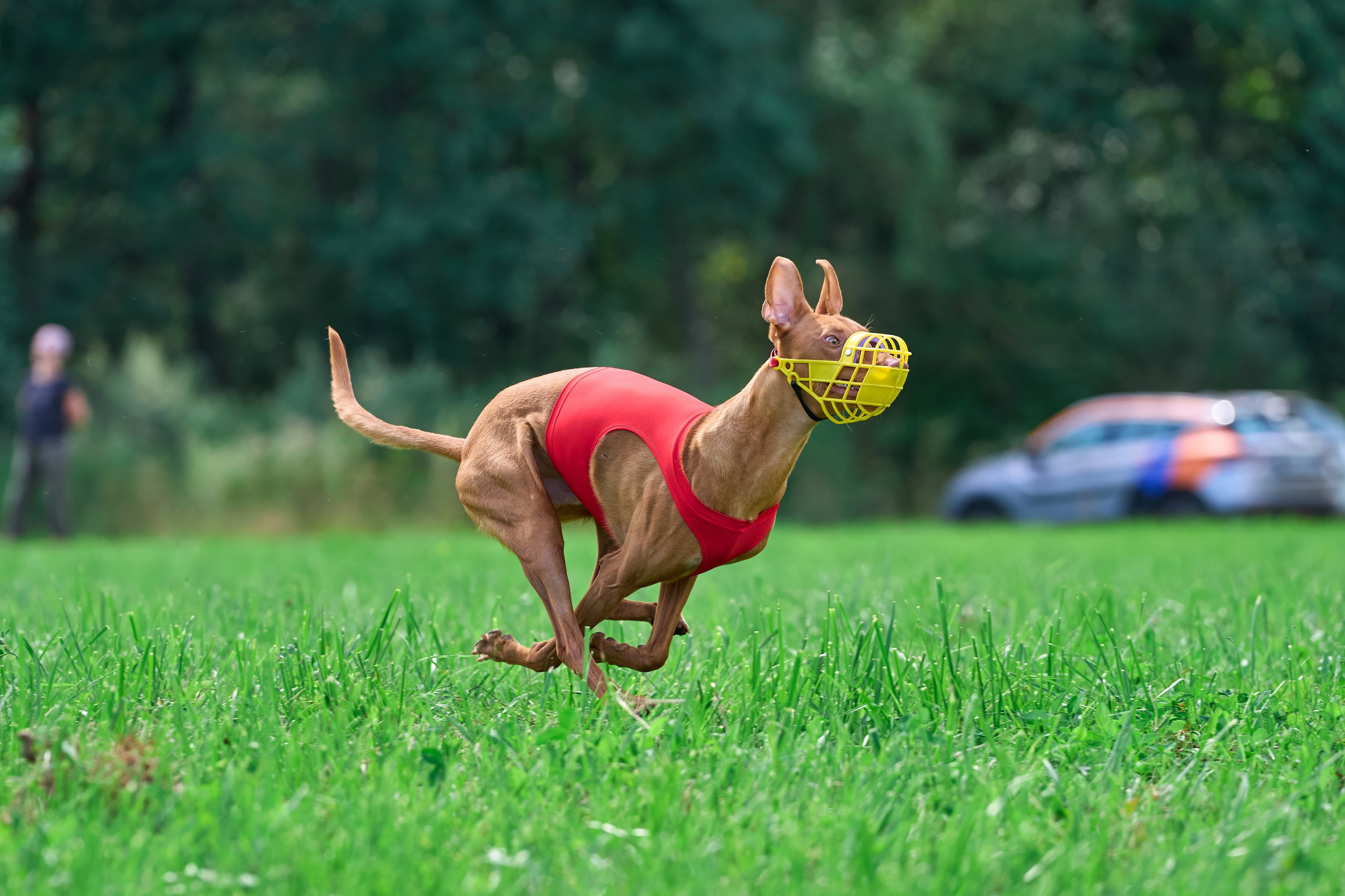 Тренировка в Донино. Фотограф-анималист Михаил Манухин