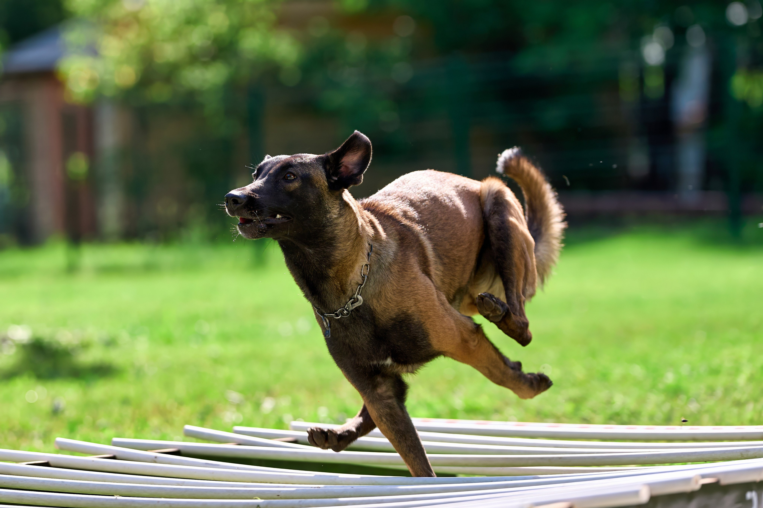 Двухдневные соревнования «Jump'n'Gym Fest — 2024». Фотограф-анималист Михаил Манухин