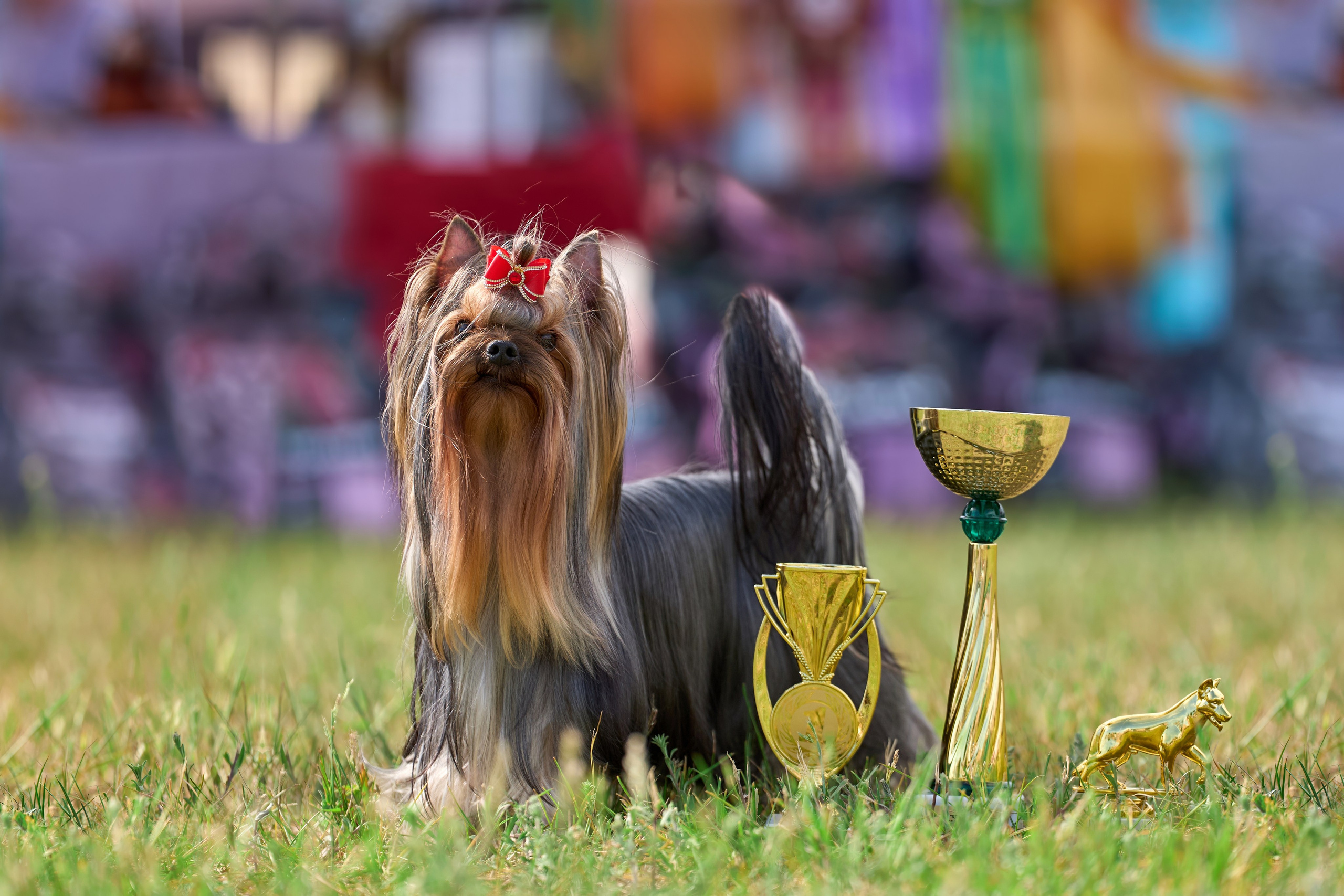 Выставка «ИЗ СОЗВЕЗДИЯ БОЛЬШОГО ПСА 2024». Фотограф-анималист Михаил Манухин