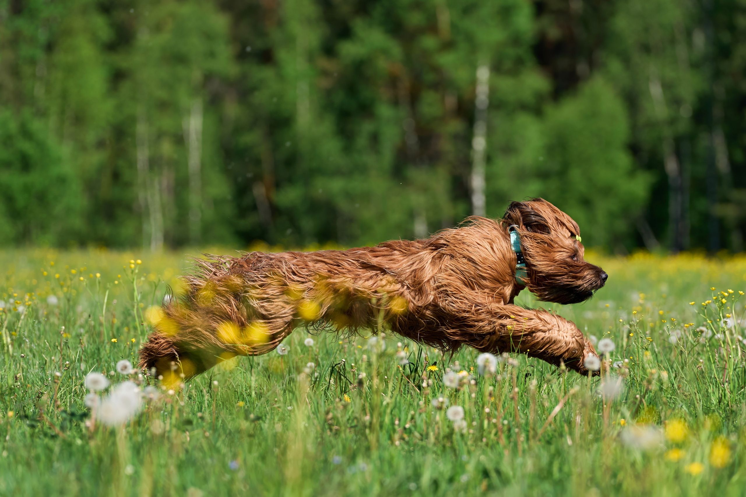 Тренировка по курсингу Донино. Фотограф-анималист Михаил Манухин