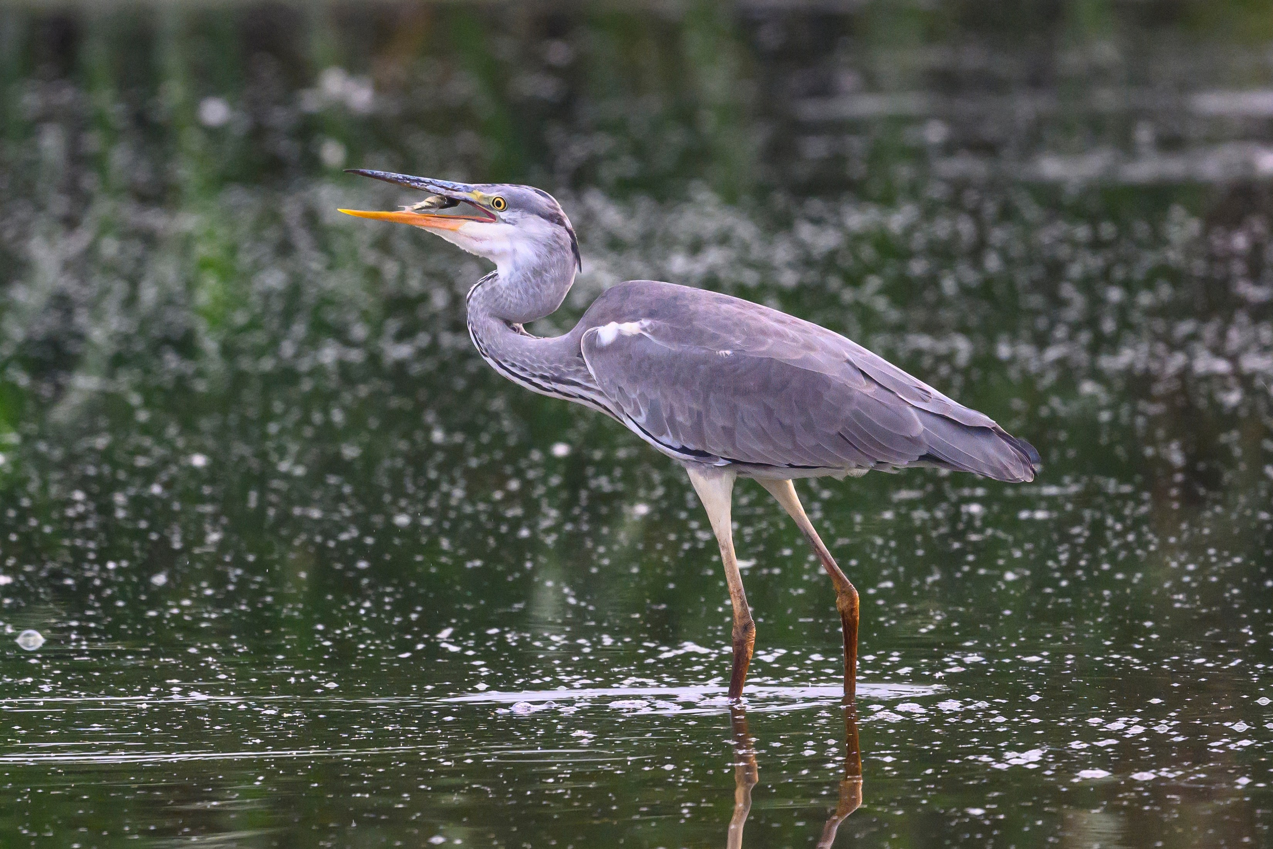Рыбалка цапли. Fishing of the Heron. Фотограф Сергей Пупонин