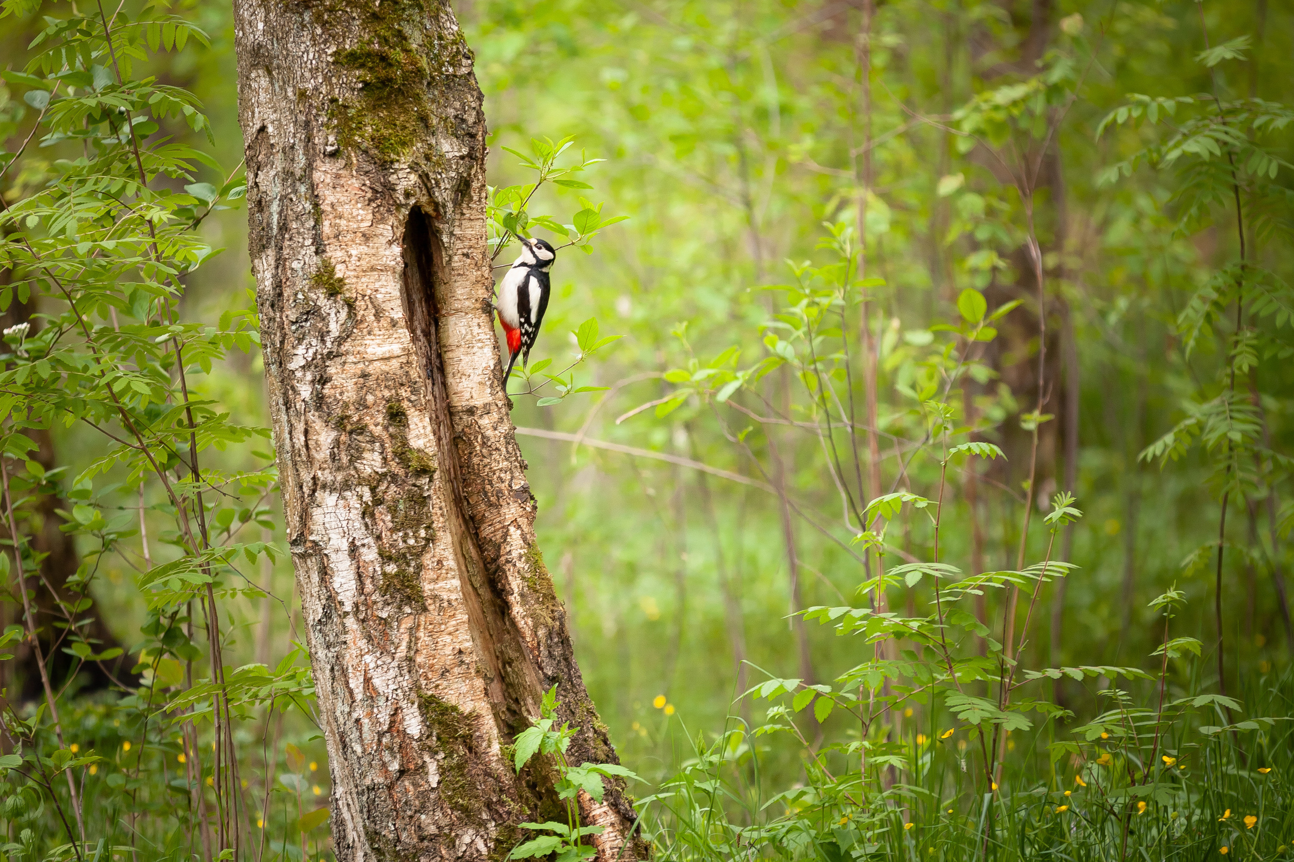 Фотограф Александр Скрементов (Россия, Москва, Брянск, Орел, Смоленск)