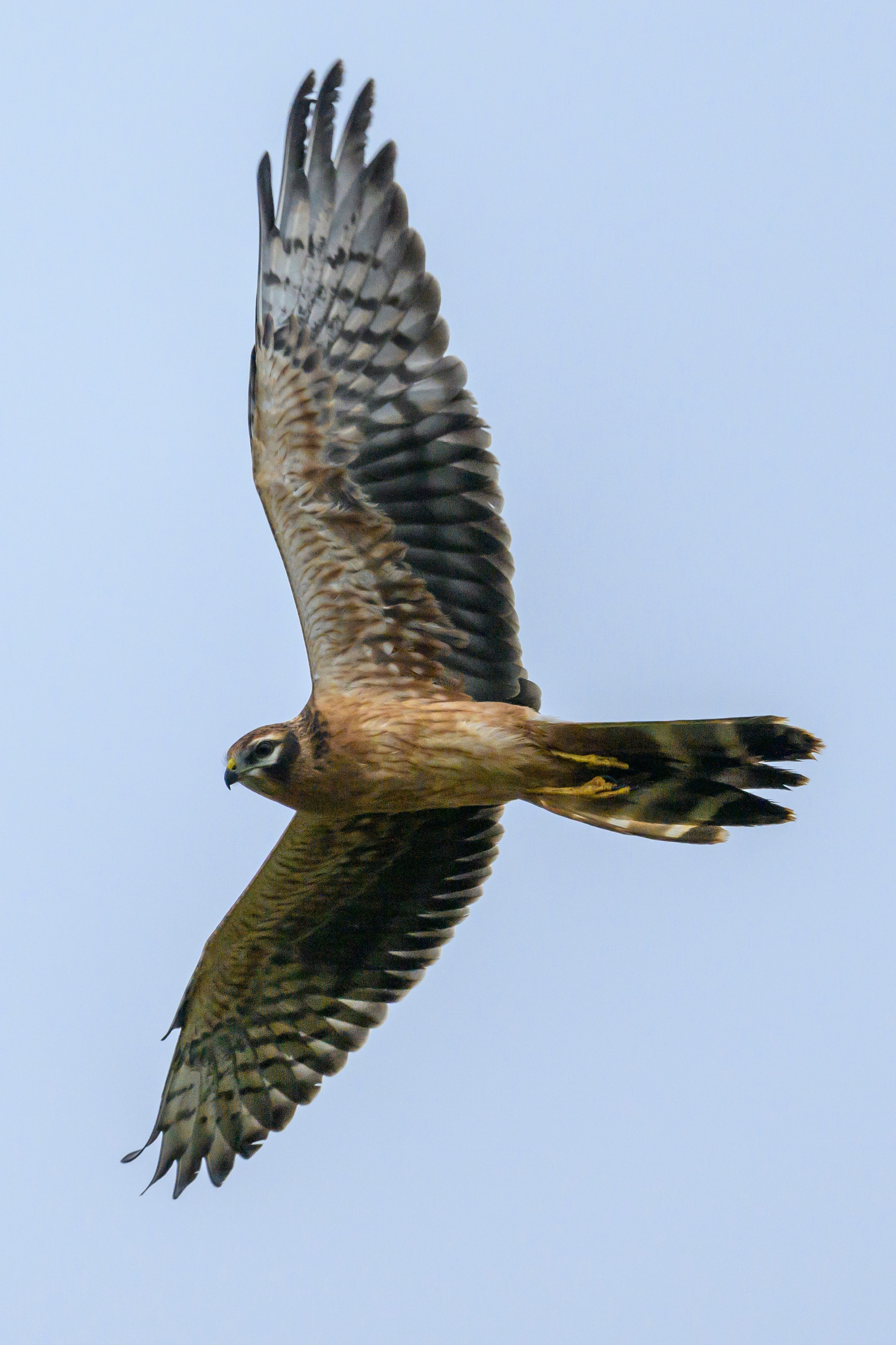 Журавли опять мимо. The cranes are passing by again. Фотограф Сергей Пупонин