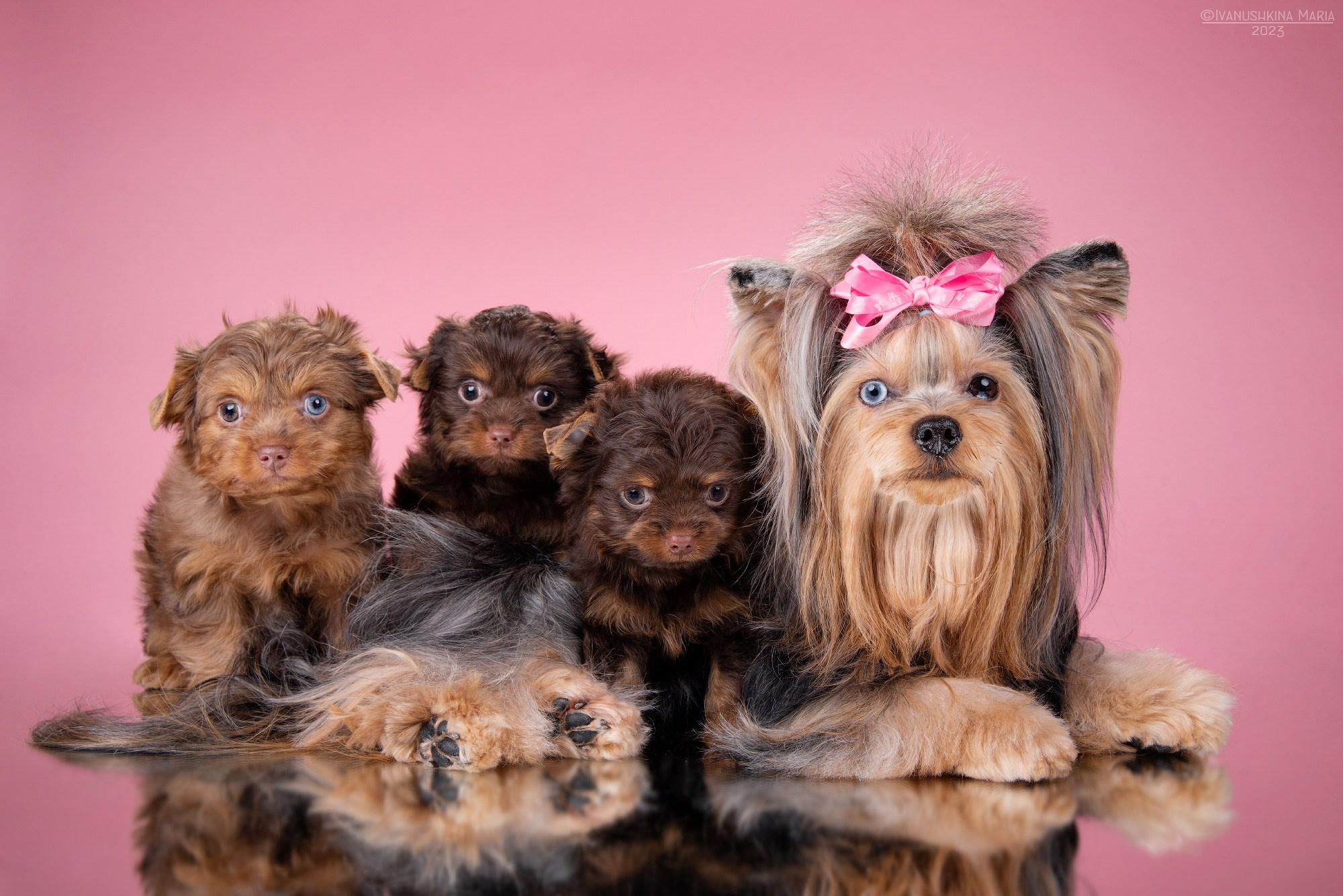 щенки цветного йорка с мамой