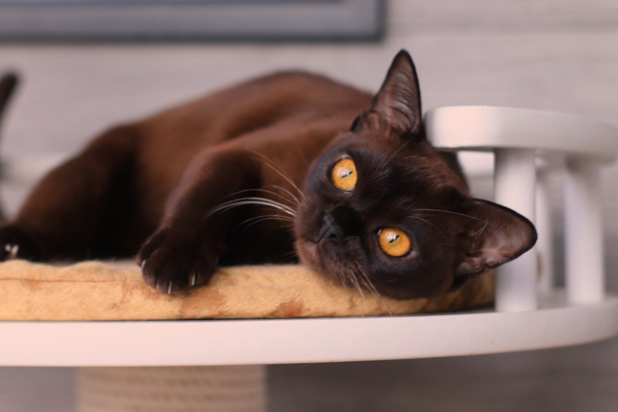 Питомник европейской бурмы BurLabella