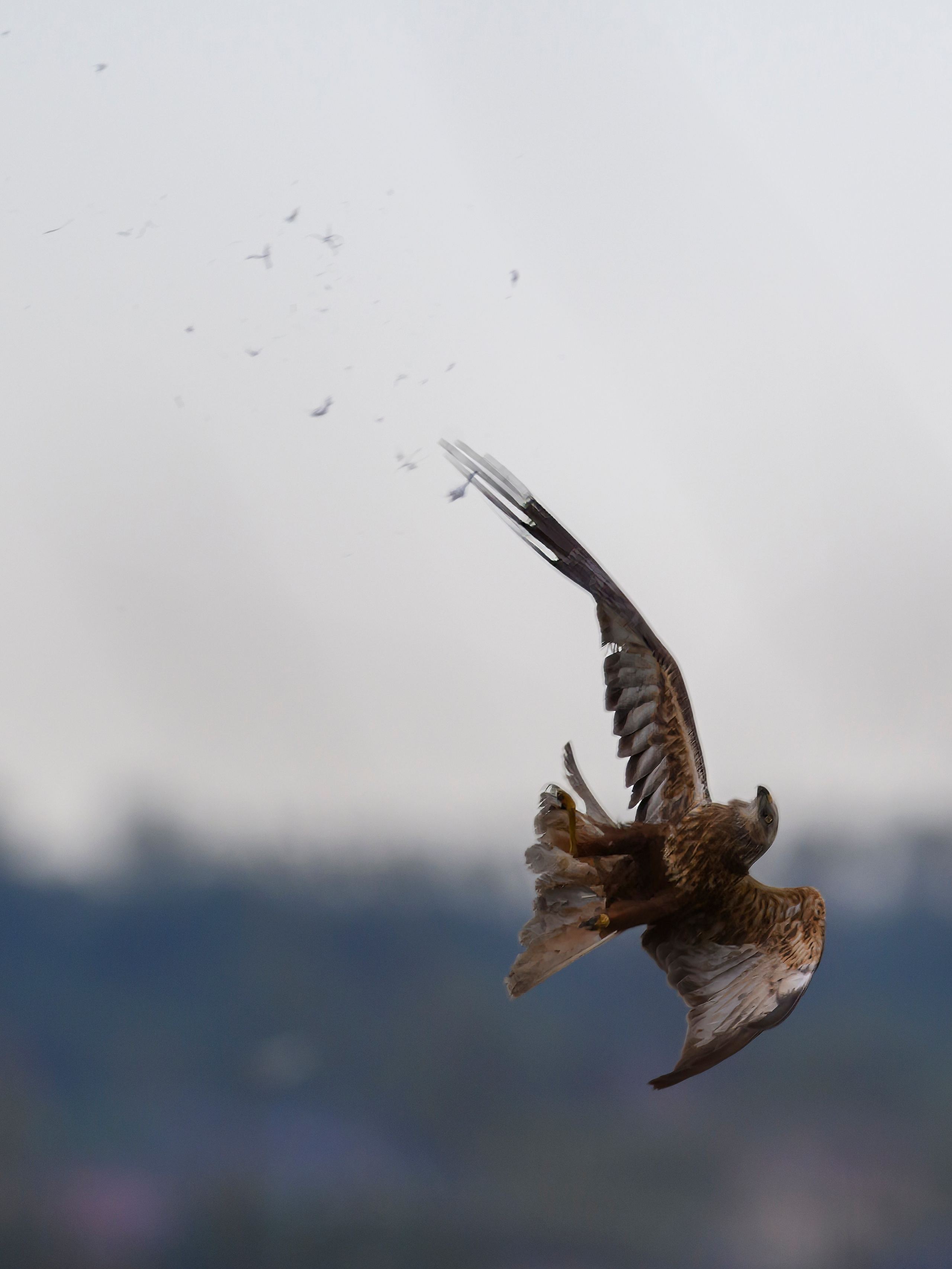 Охота сов и схватка с лунем. Фотограф Сергей Пупонин