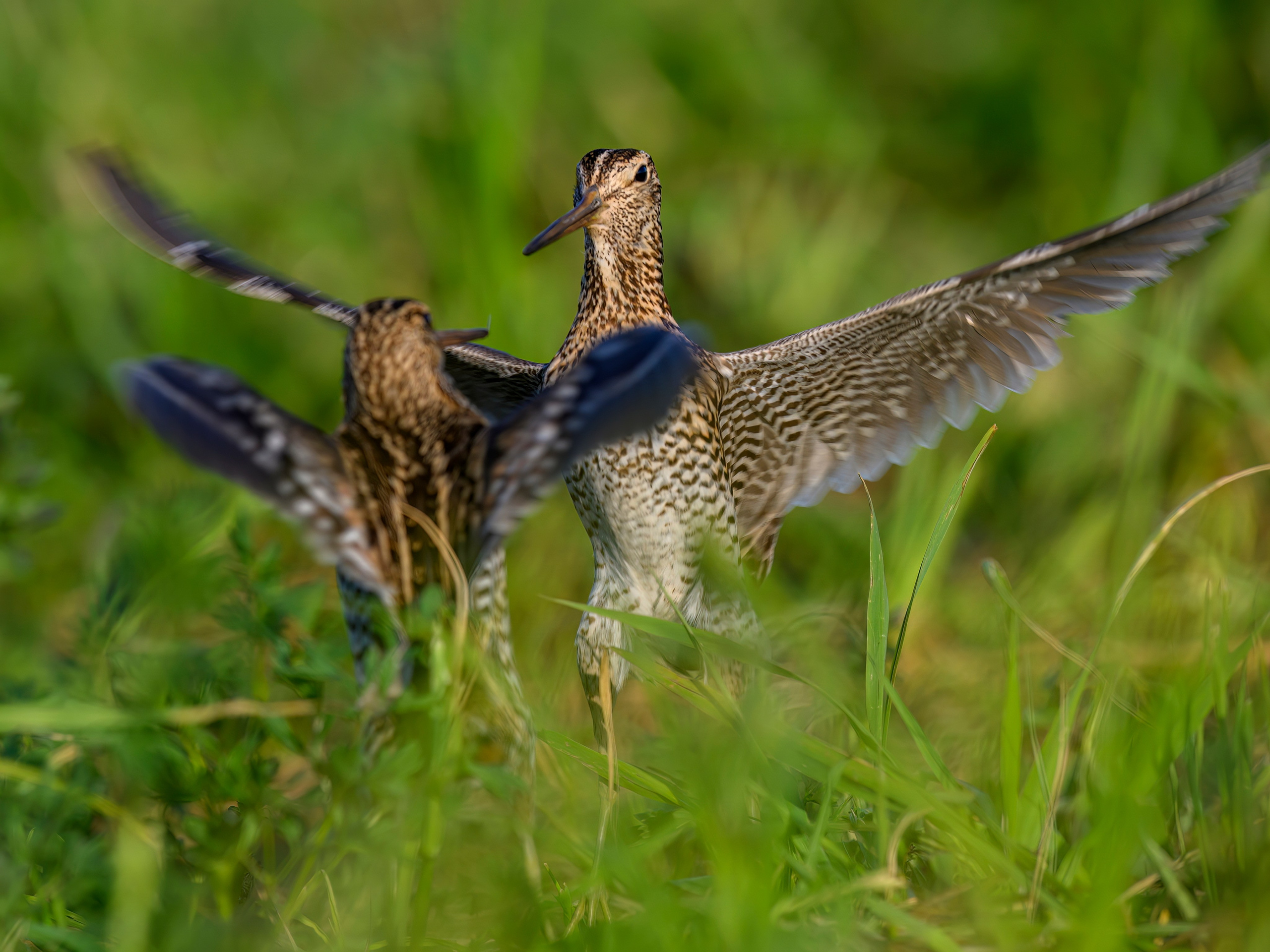 Дупелиный ток: настоящие гусары!. Фотограф Сергей Пупонин