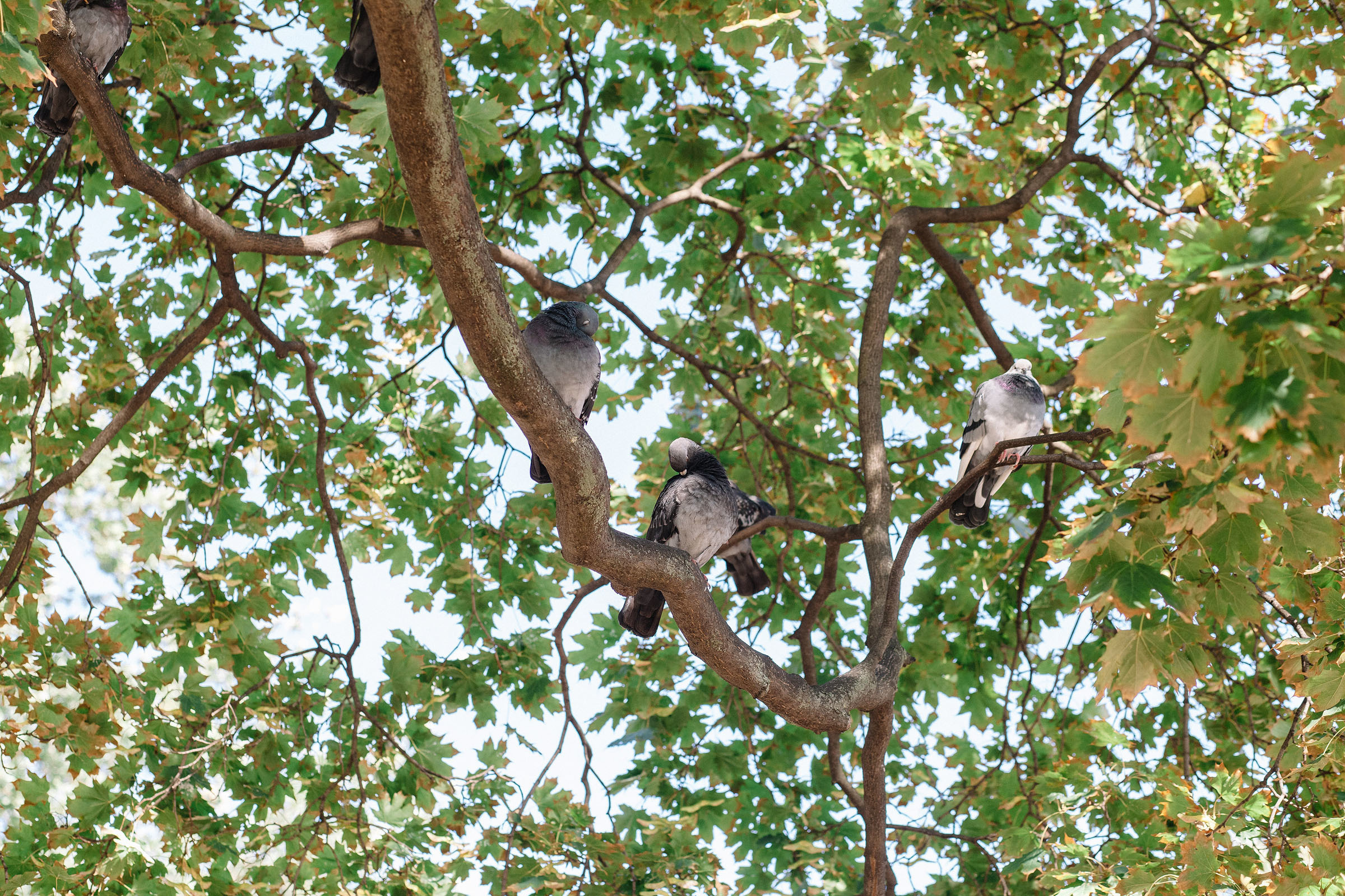 1-й слёт Urban Sketchers Россия SPb|Второй день. Семейный и свадебный фотограф в Майкопе Михаил Мартиросян