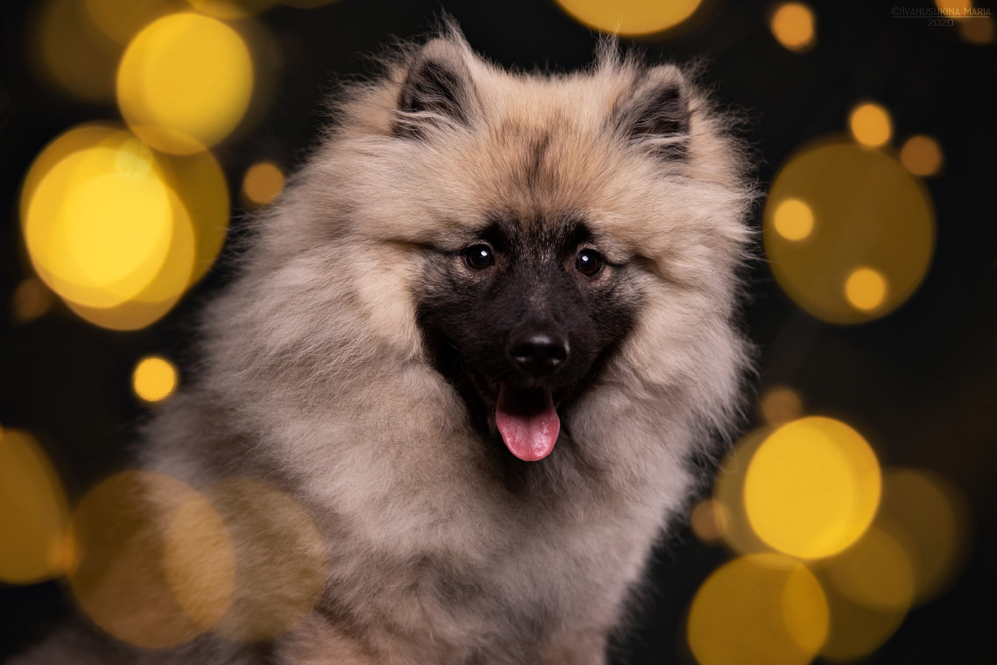 щенок вольфшпица