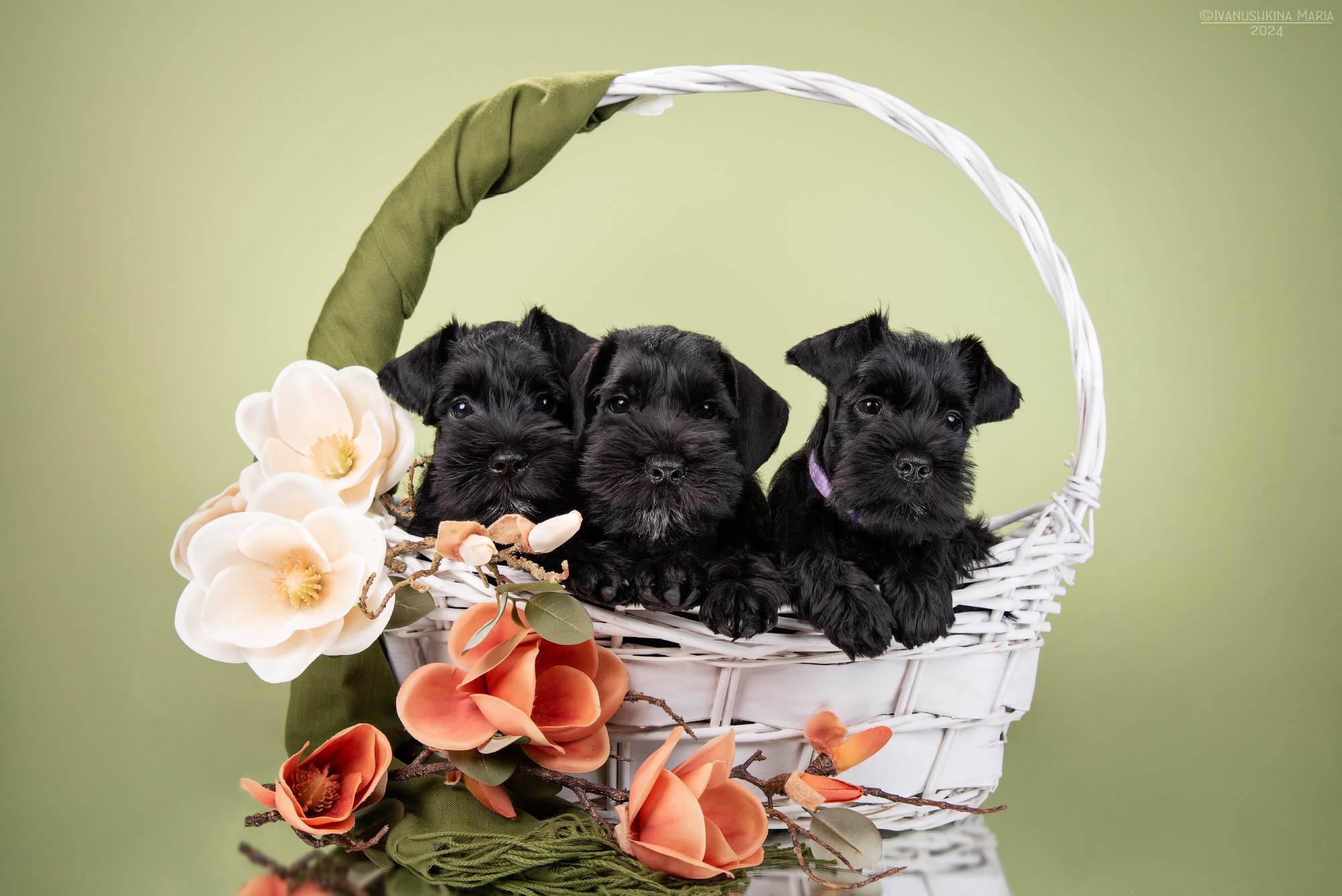 Фотосессия щенков на фонах. Фотограф собак в Москве и Московской области Иванушкина Мария