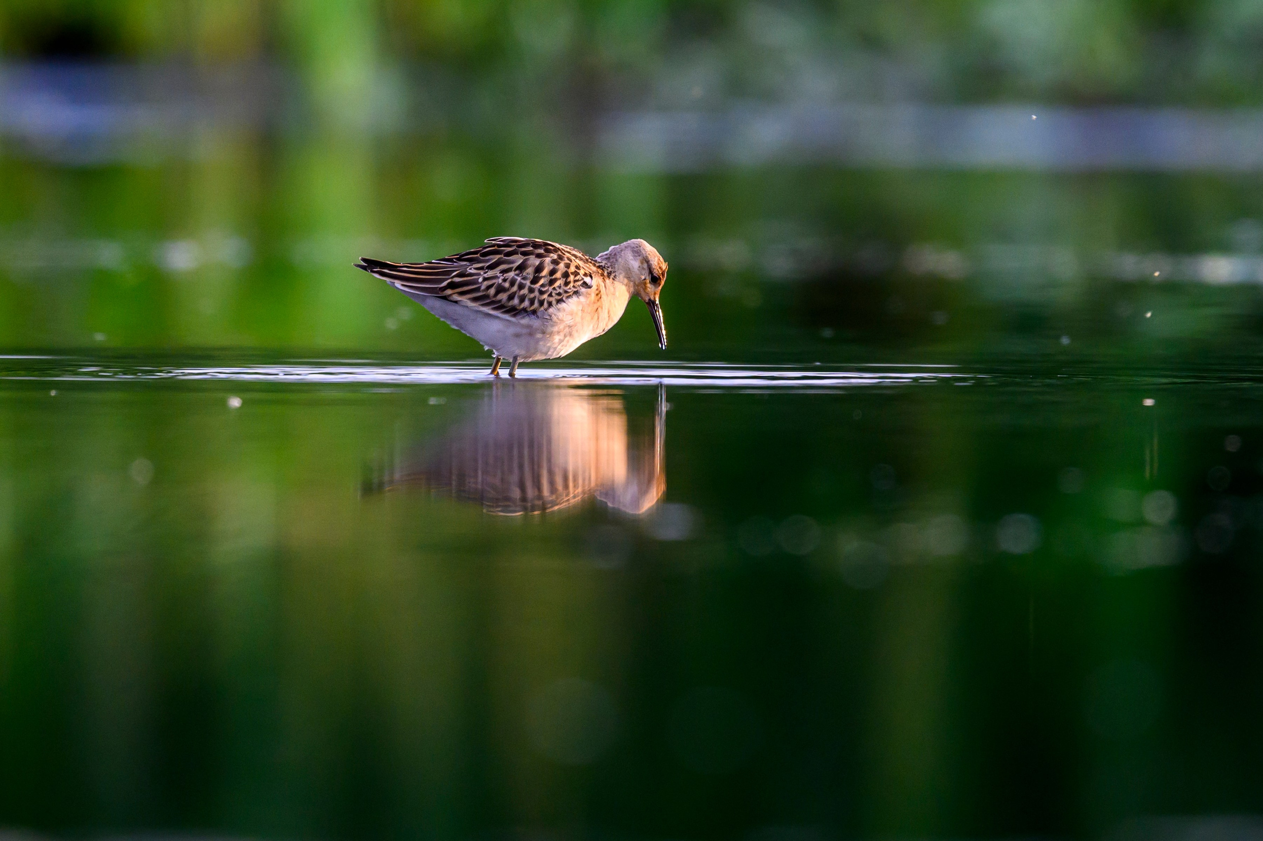 Веретенники, фифи и турухтаны. Godwits, Wood sandpipers and Ruffs. Фотограф Сергей Пупонин
