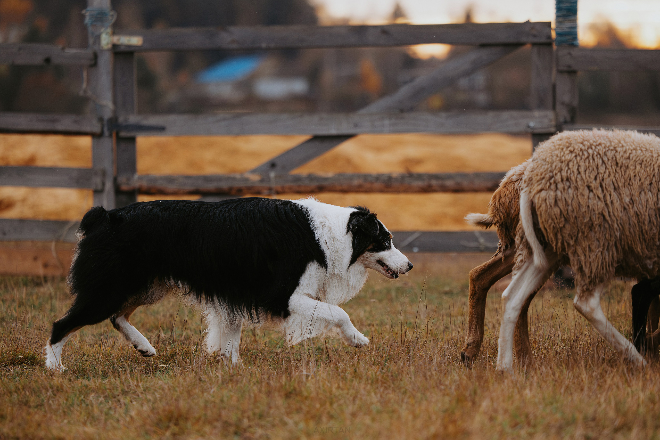 Гелий. BLGKV питомник собак