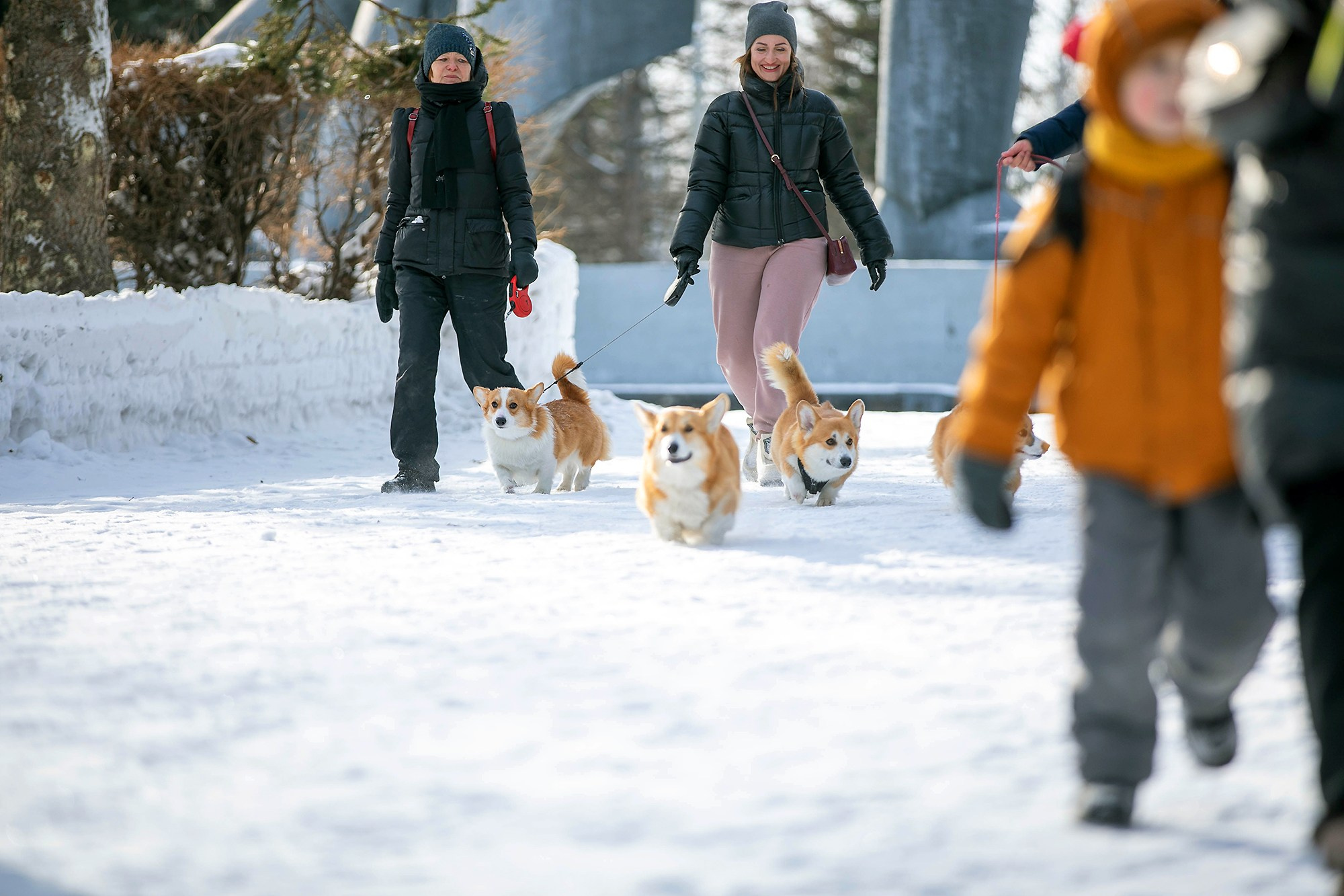 Корги-туса. Фотограф-анималист в Омске Екатерина Маричева