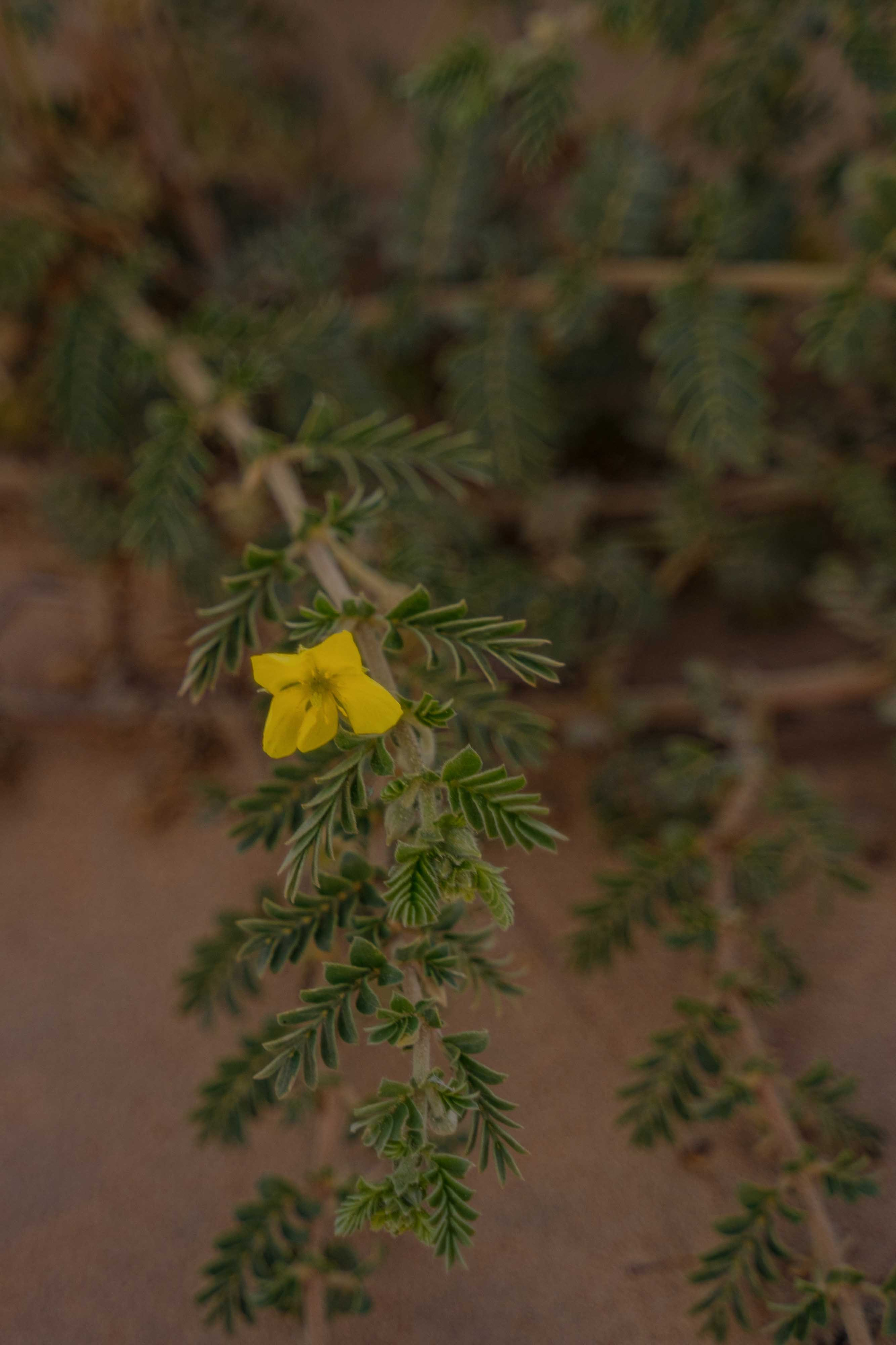 Фотосессия в пустыне ОАЭ с трансфером, выезд из Абу-Даби, Дубая, Фуджейры и других эмиратов. Дорога до пустыни занимает около 1 часа.
