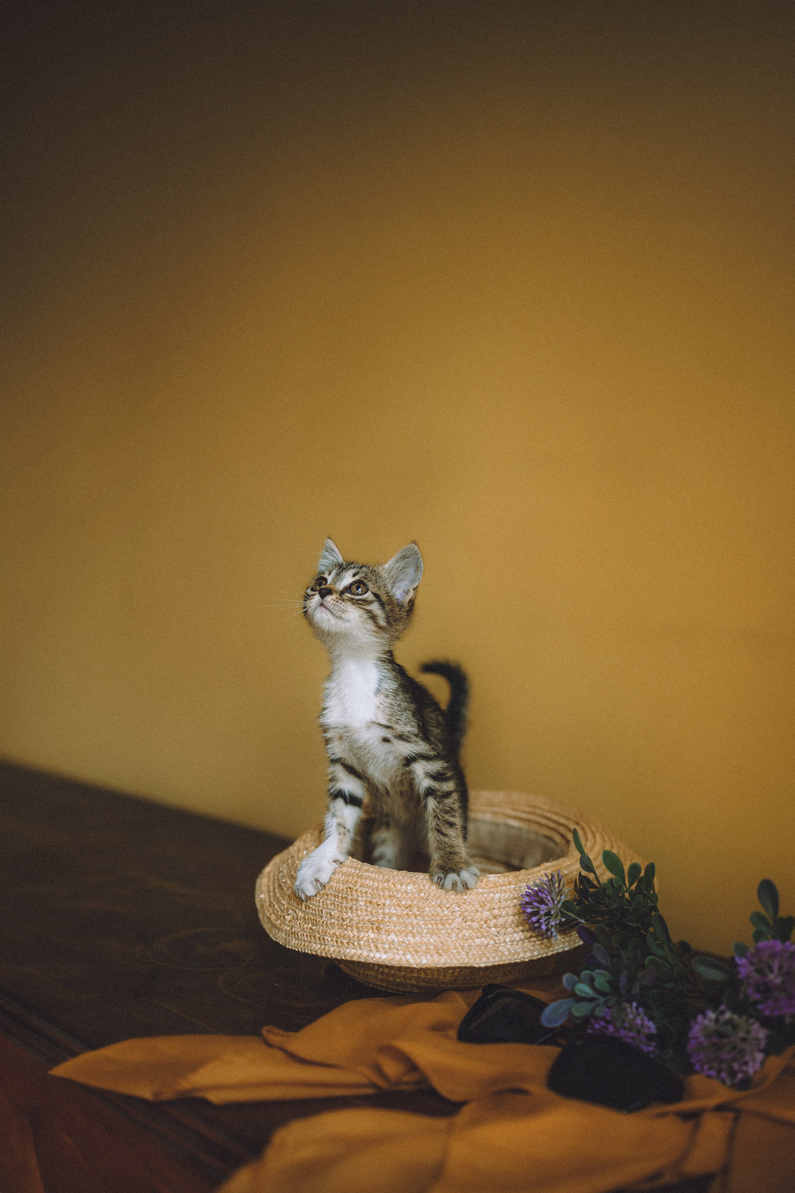 Более 30 идей для фотосессии с котенком