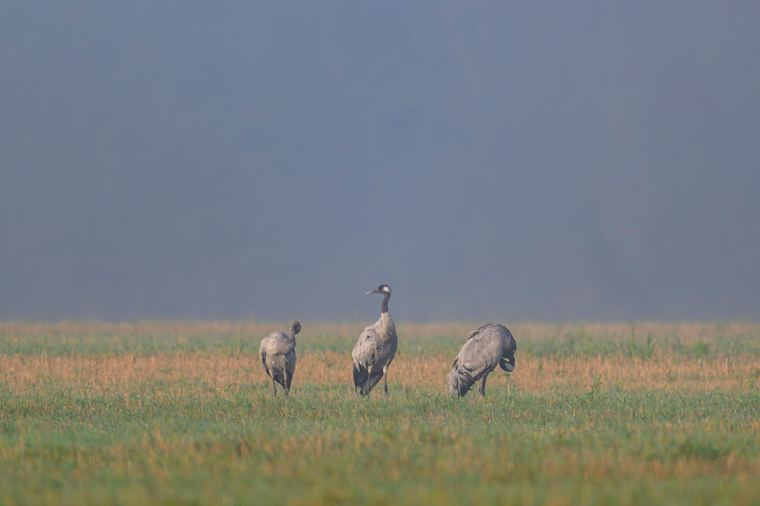 Журавли II. Cranes II. Wildlife photography by Sergey Puponin