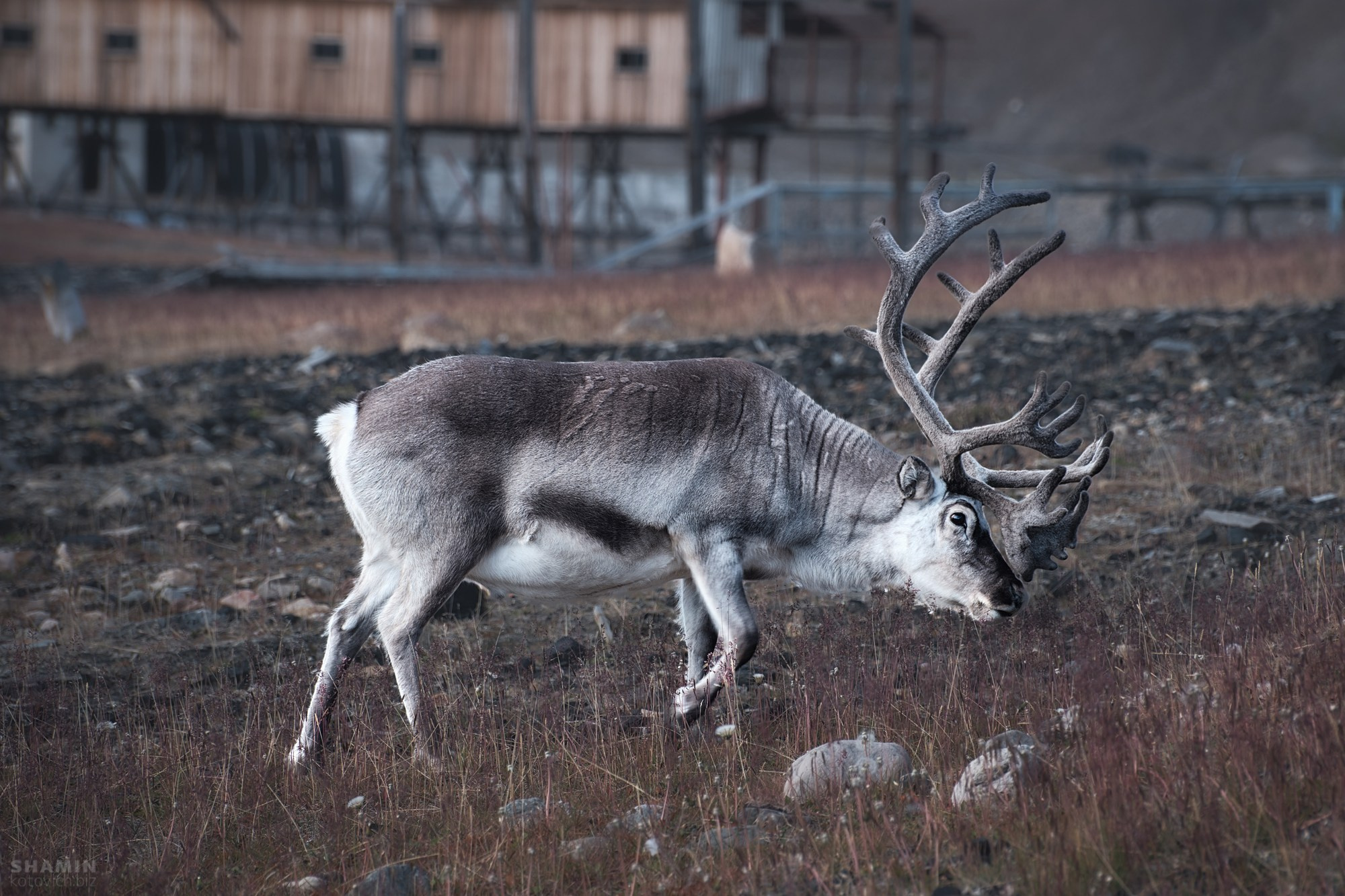 Шпицберген — Арктика в тишине и свете. Фотограф Константин Шамин. Фотограф Константин Шамин