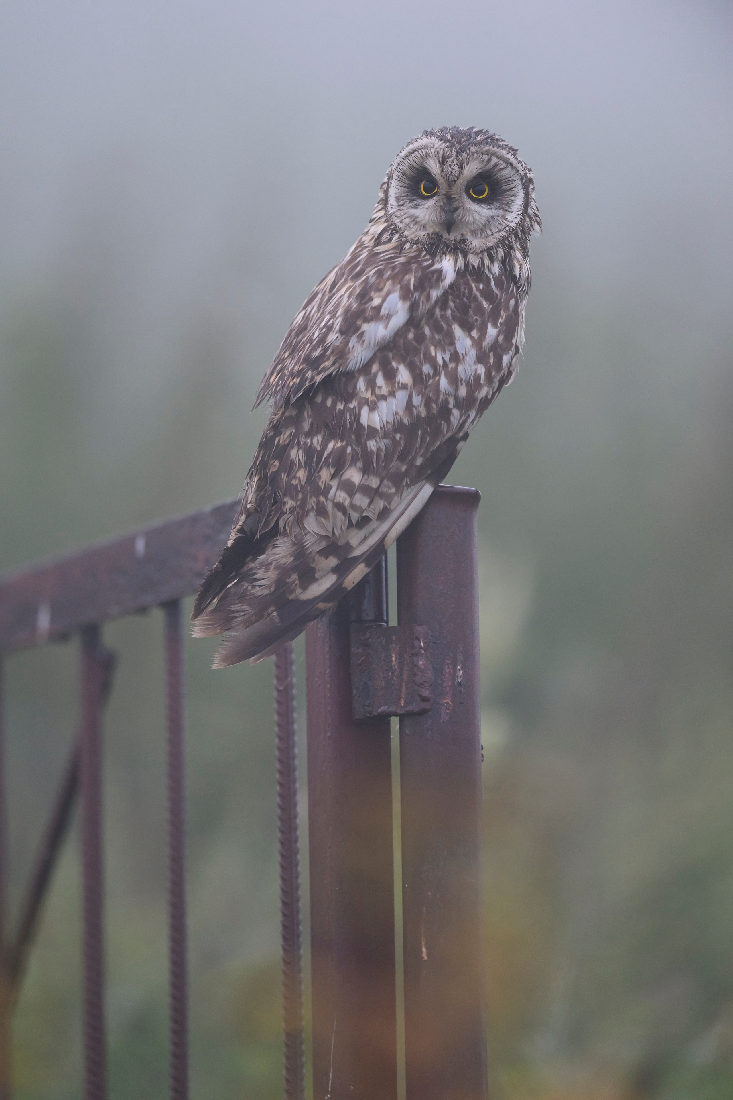 Охота совы и три совенка. Owl hunting and three owlets. Фотограф Сергей Пупонин