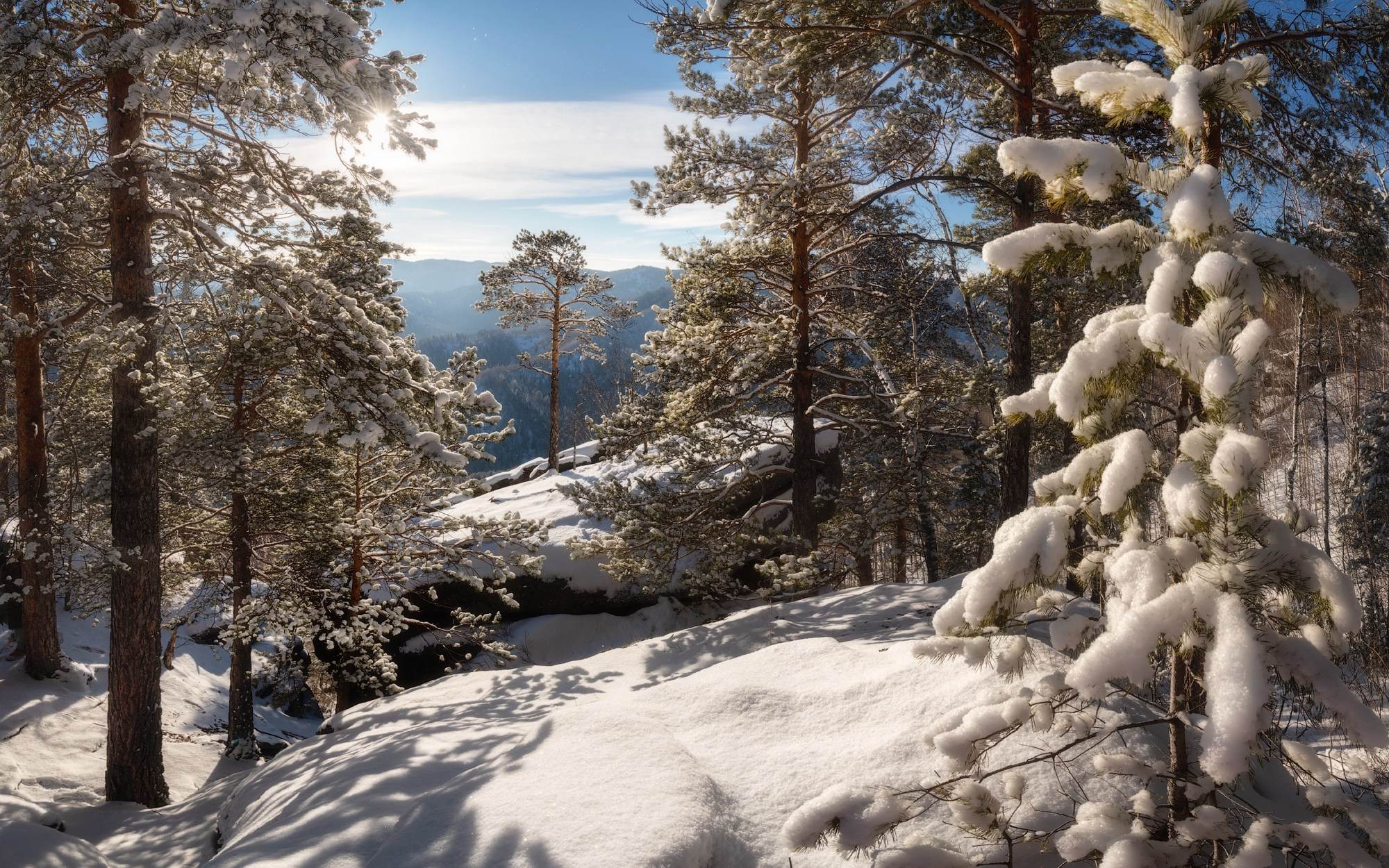 Молодой сосняк в зимней шубке. Синеет Чергинский хребет. Из серии "Зимние прогулки по Круглой". Окрестности Белокурихи, январь 2024