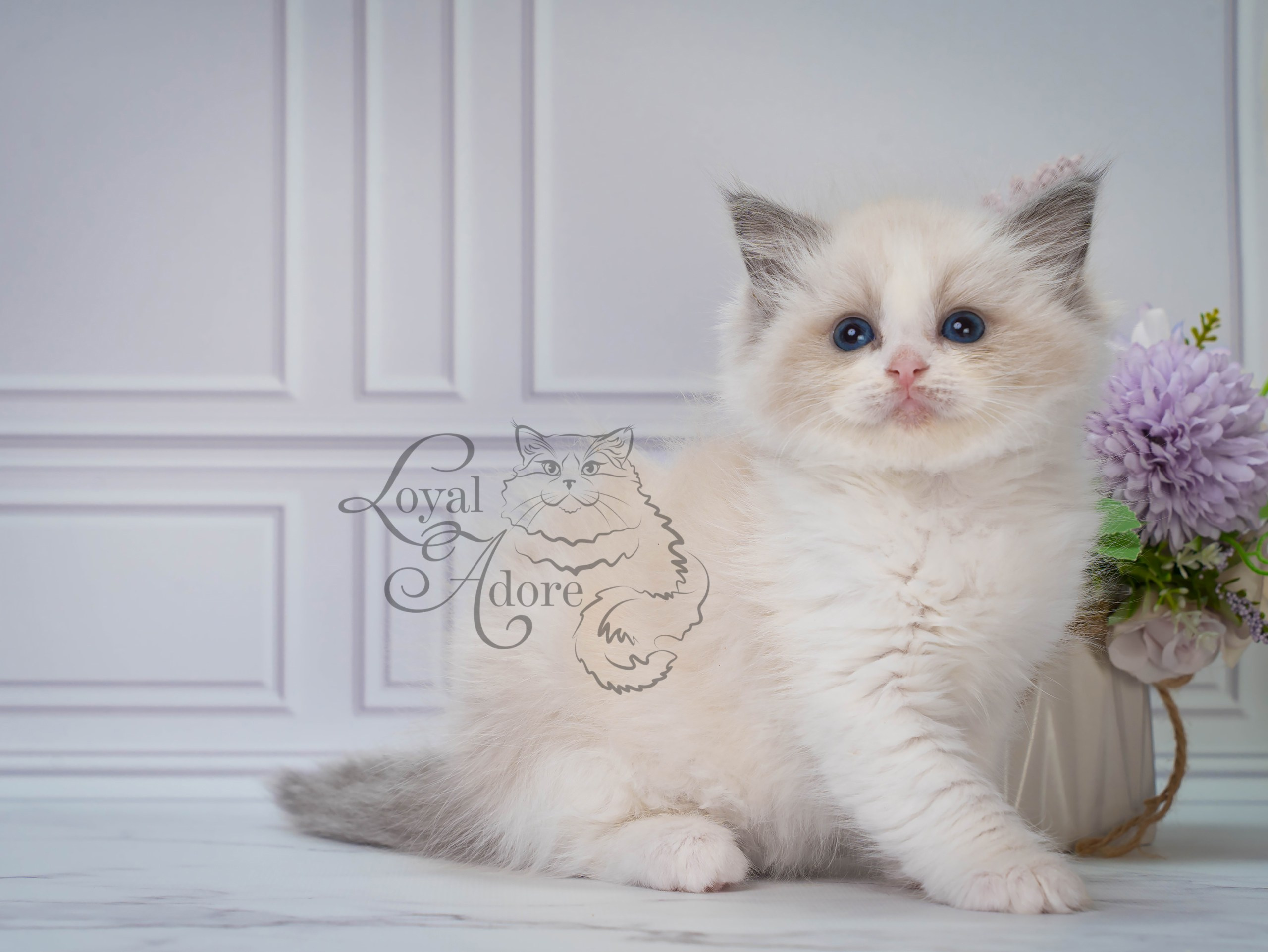Котята рэгдолл от Loyal Adore. Питомник рэгдолл Loyal Adore