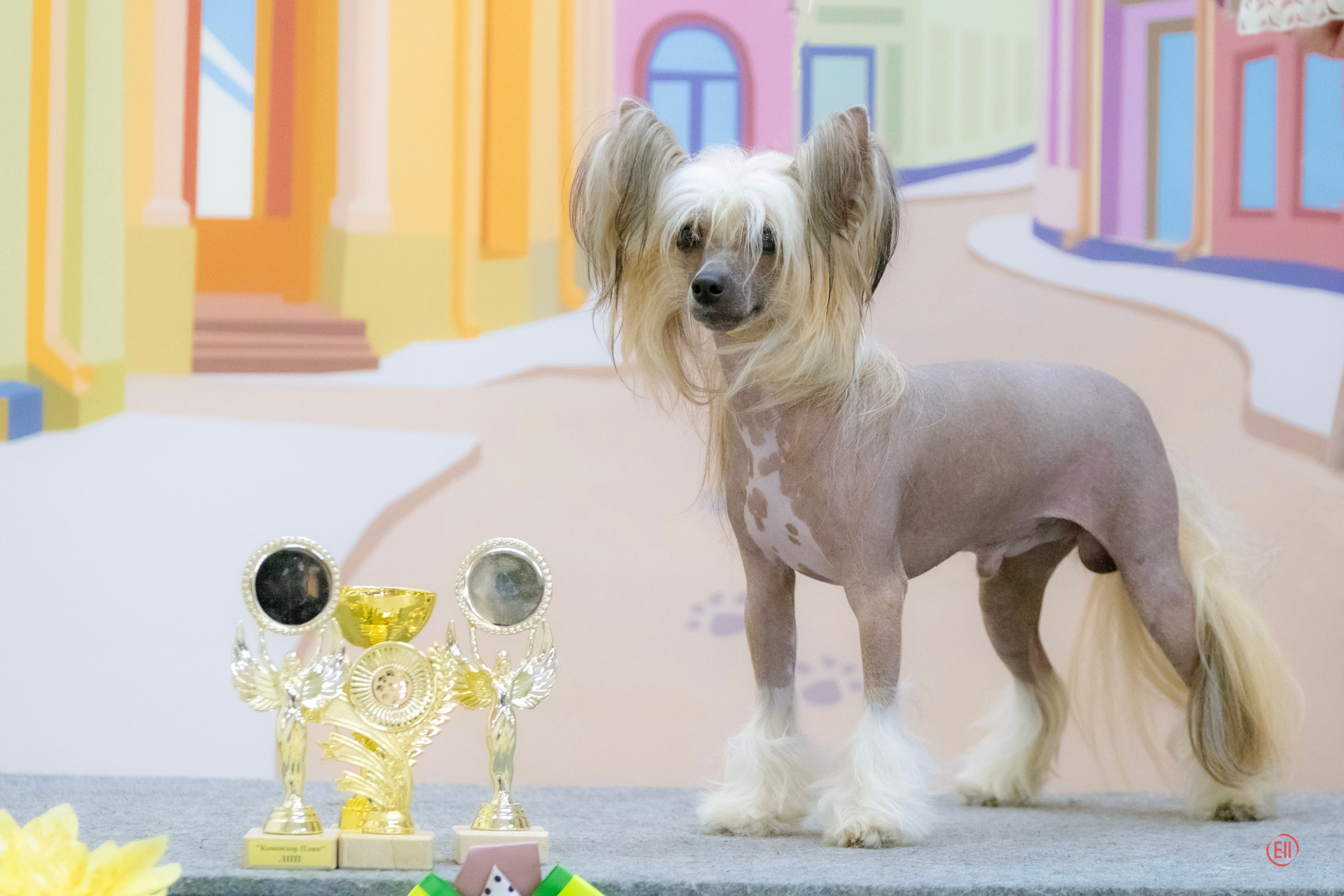 Честер BOB, BIG 2. Мы посетили две выставки. Питомник китайских хохлатых собак Poale Ell: купить щенка