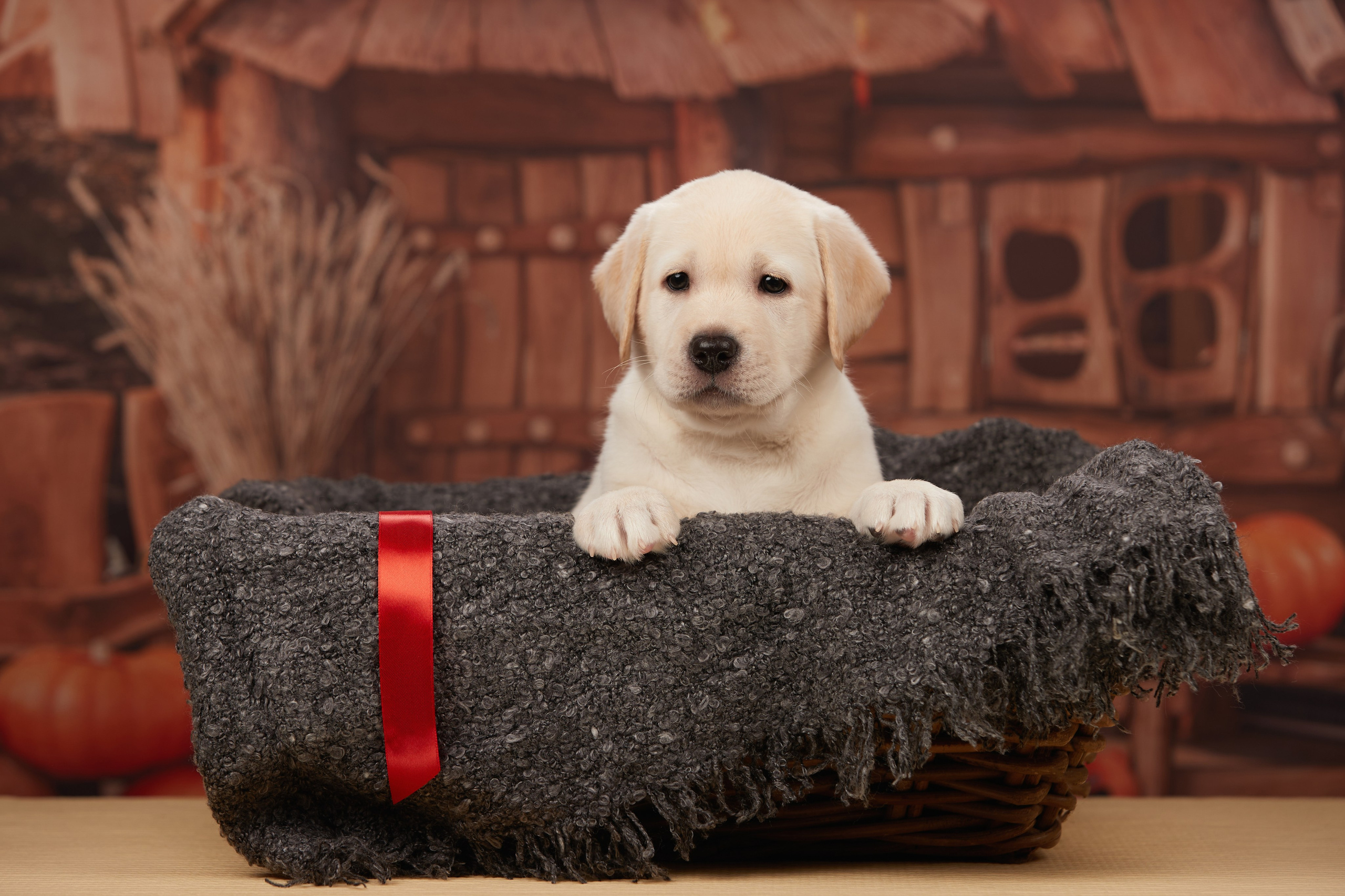 ФОТОСЪЕМКА ЩЕНКОВ НА ДОМУ. ФОТОГРАФ-АНИМАЛИСТ l LANA POLYAKOVA