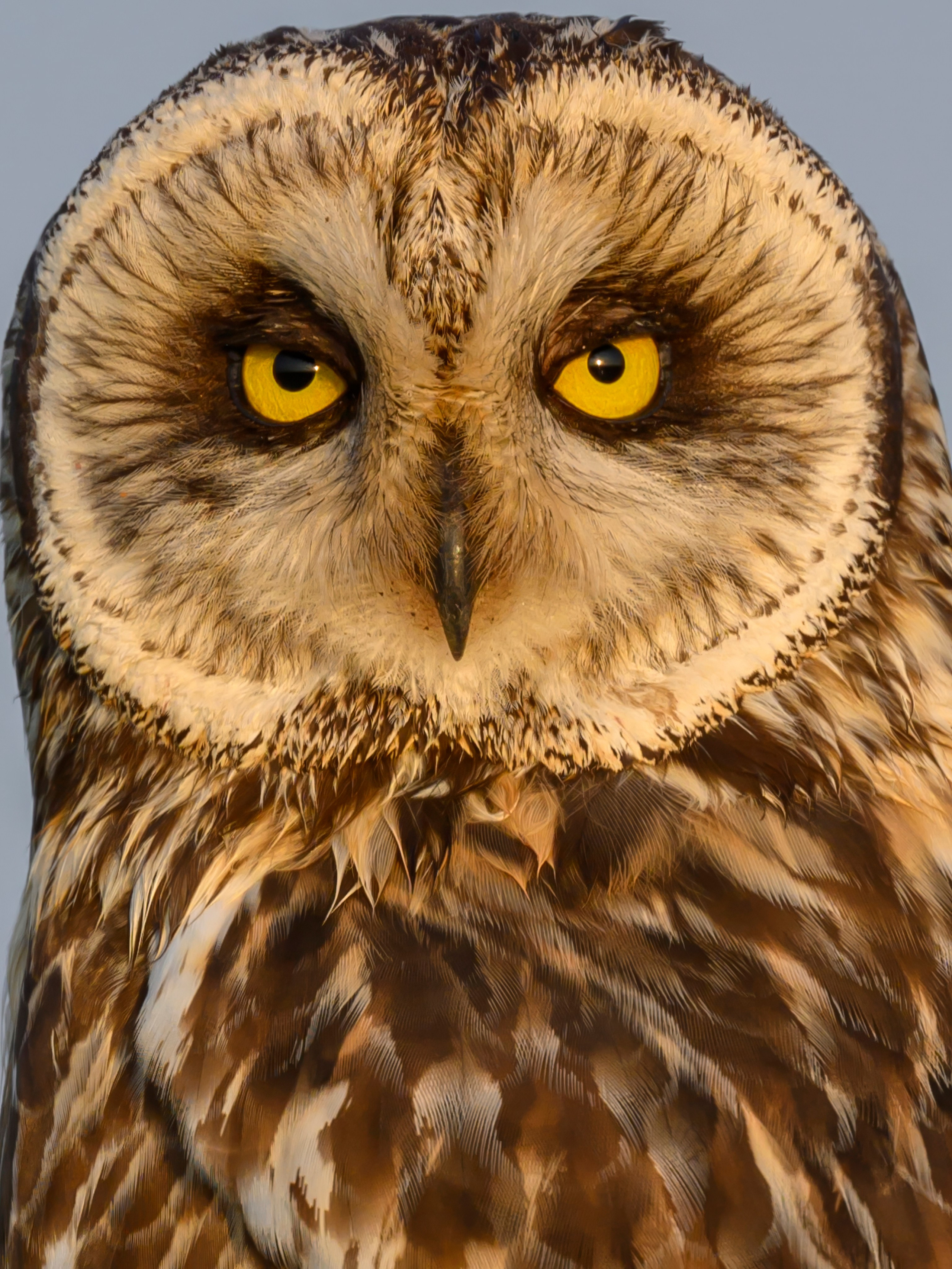 Совы и аисты. Owls and Storks. Wildlife photography by Sergey Puponin