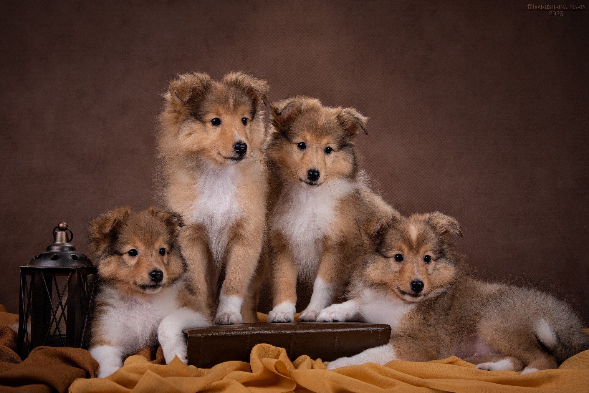 щенки шелти в студии