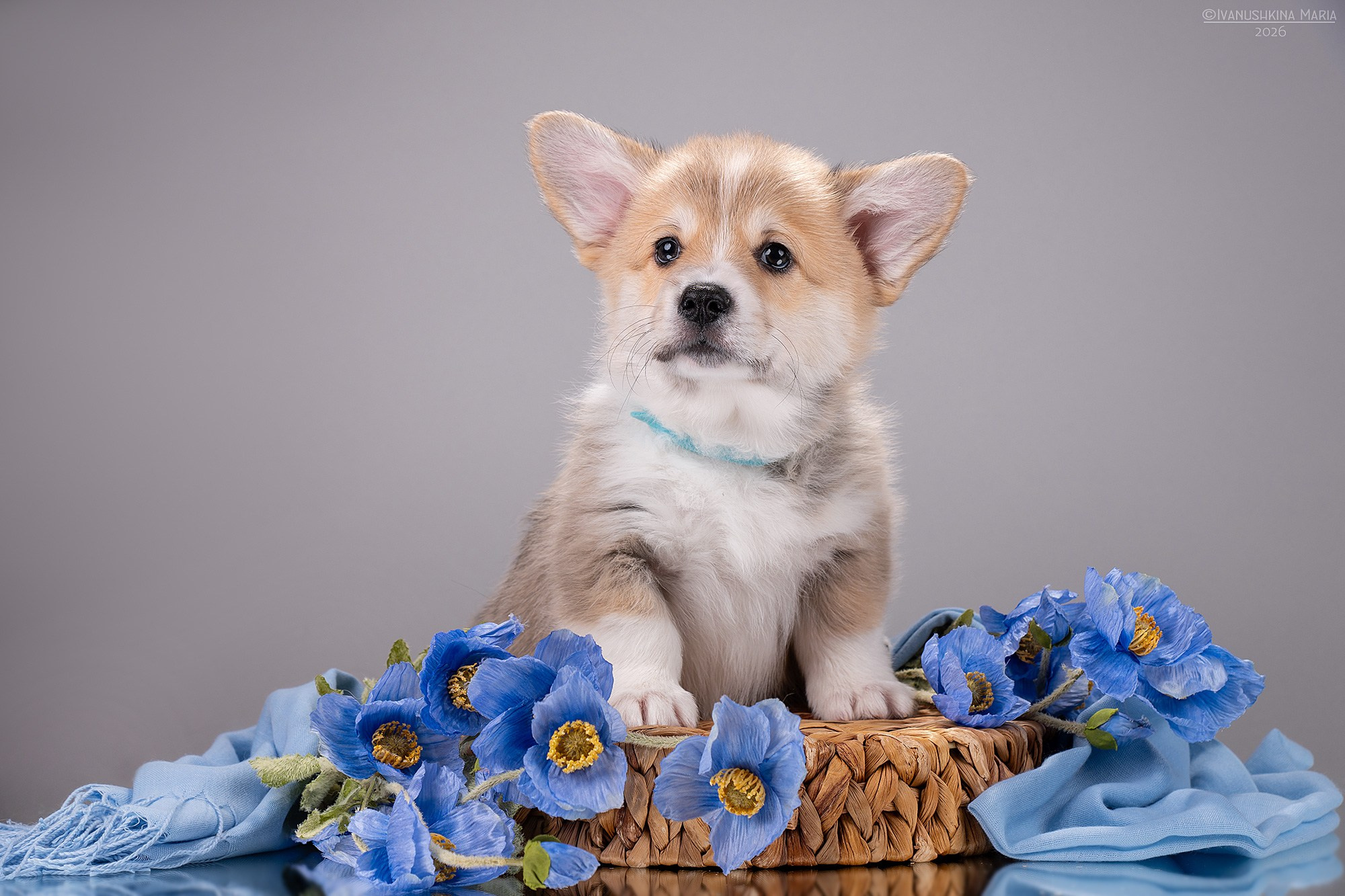 Фотосессия щенков на фонах. Фотограф собак в Москве и Московской области Иванушкина Мария