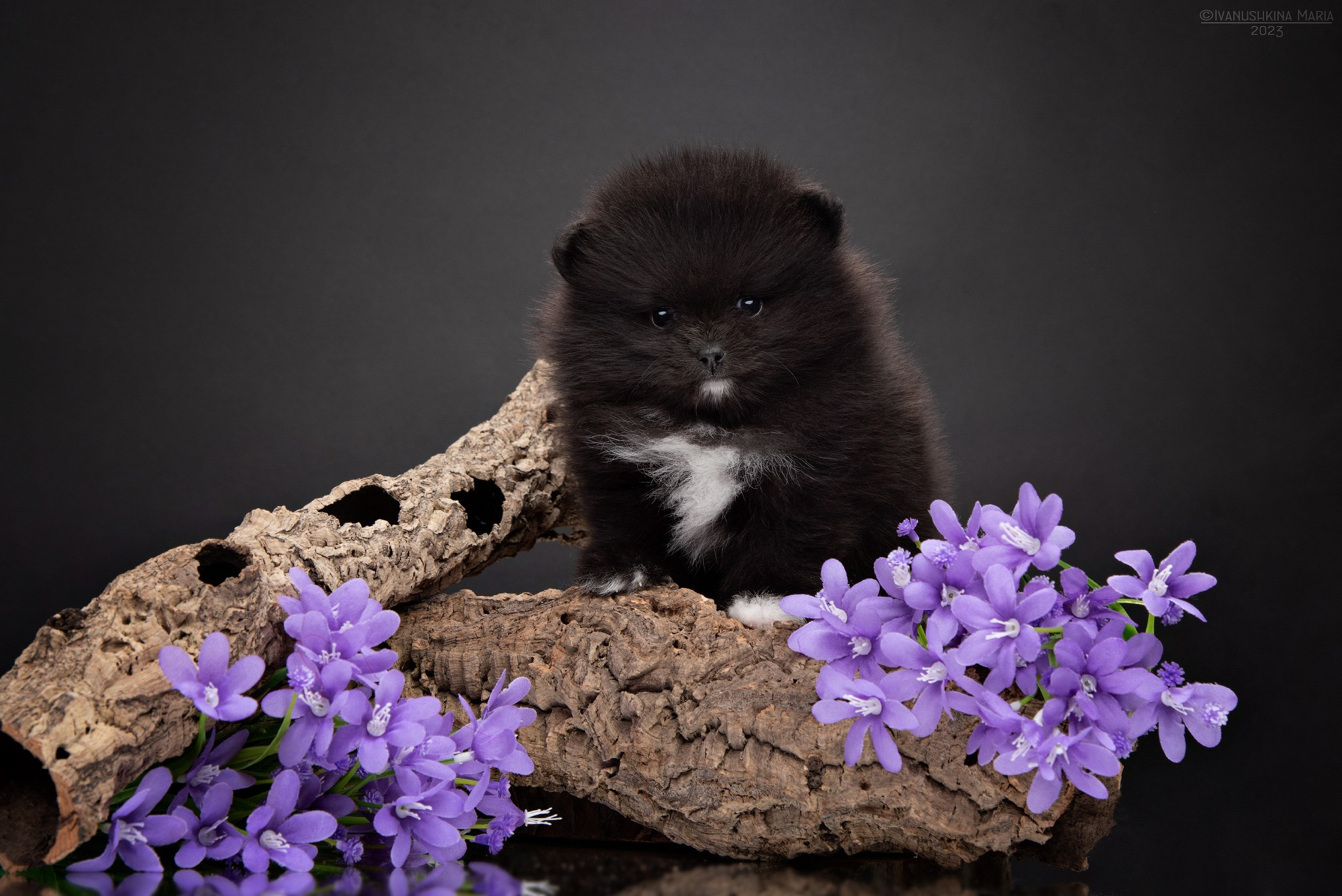 Фотосессия щенков на фонах. Фотограф собак в Москве и Московской области Иванушкина Мария