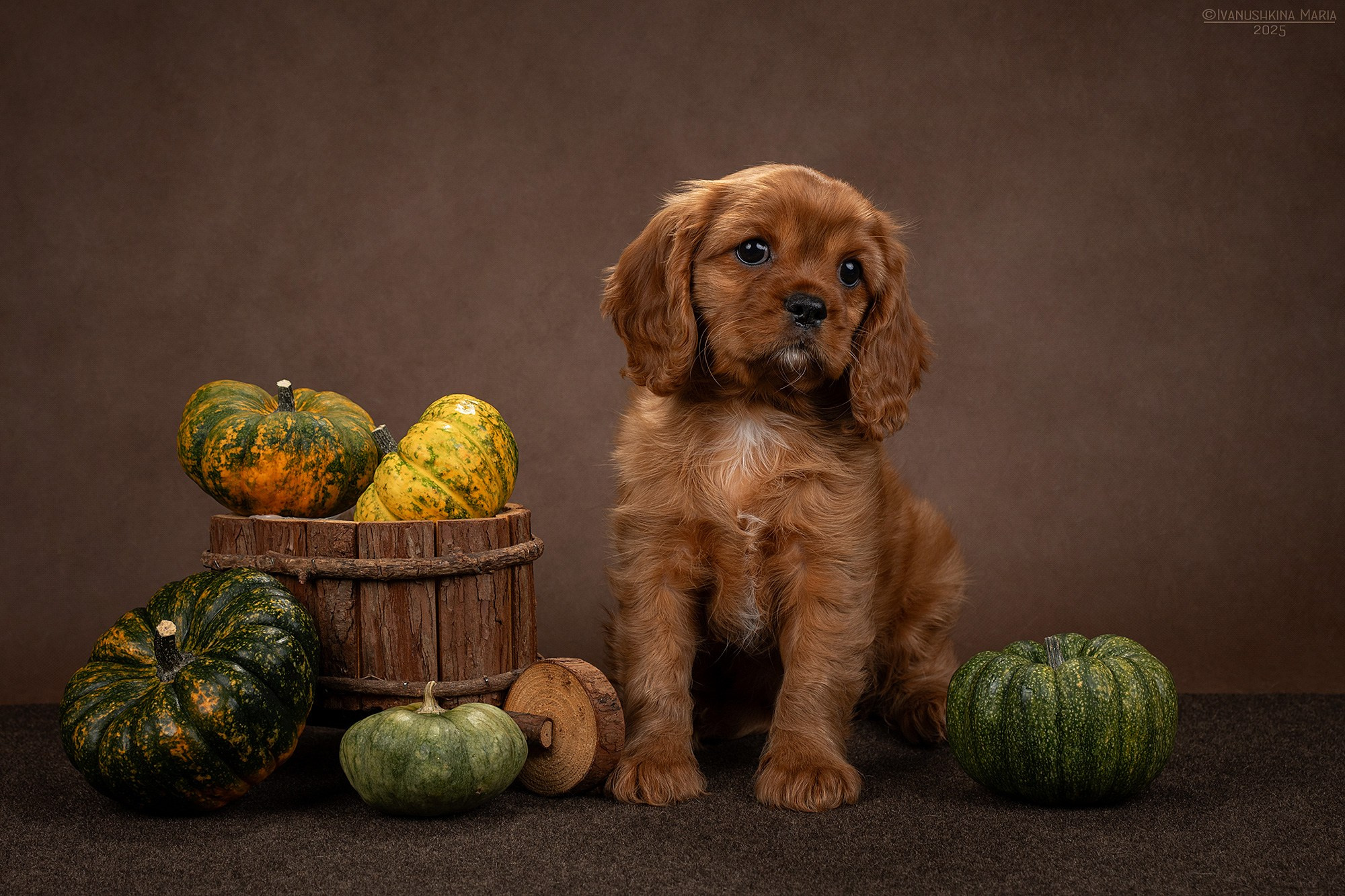 Фотосессия щенков на фонах. Фотограф собак в Москве и Московской области Иванушкина Мария