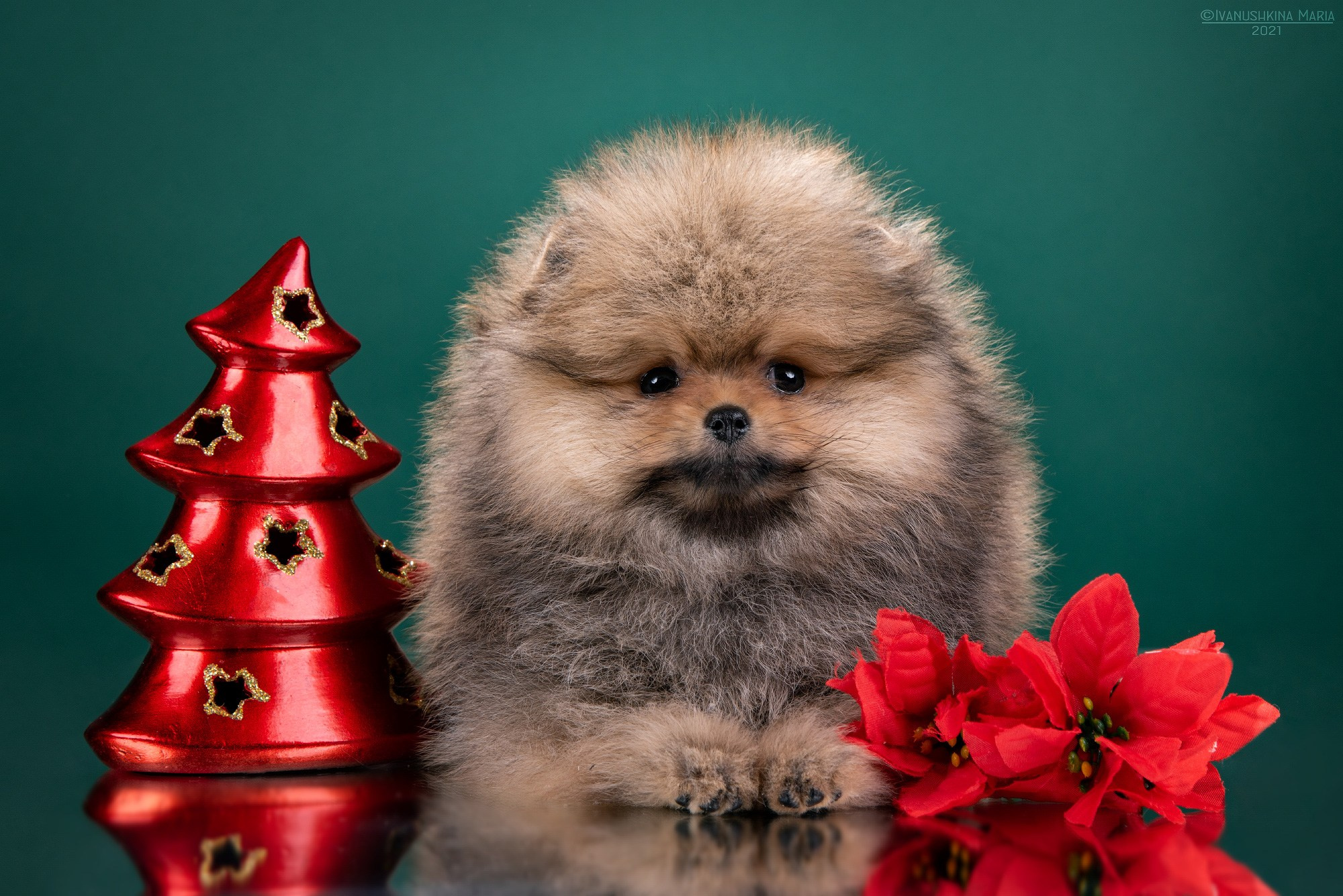 Фотосессия щенков на фонах. Фотограф собак в Москве и Московской области Иванушкина Мария