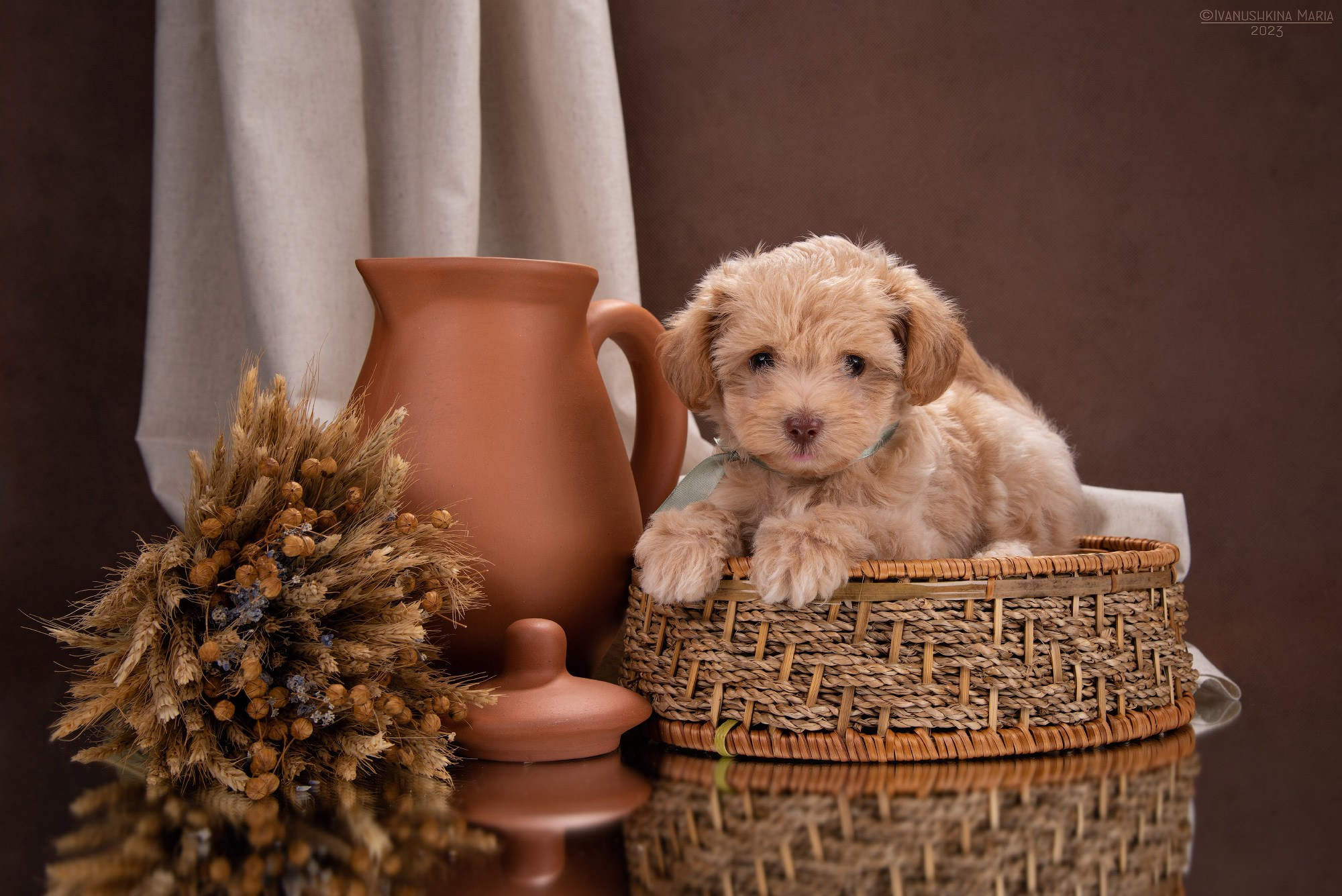 Фотосессия щенков на фонах. Фотограф собак в Москве и Московской области Иванушкина Мария