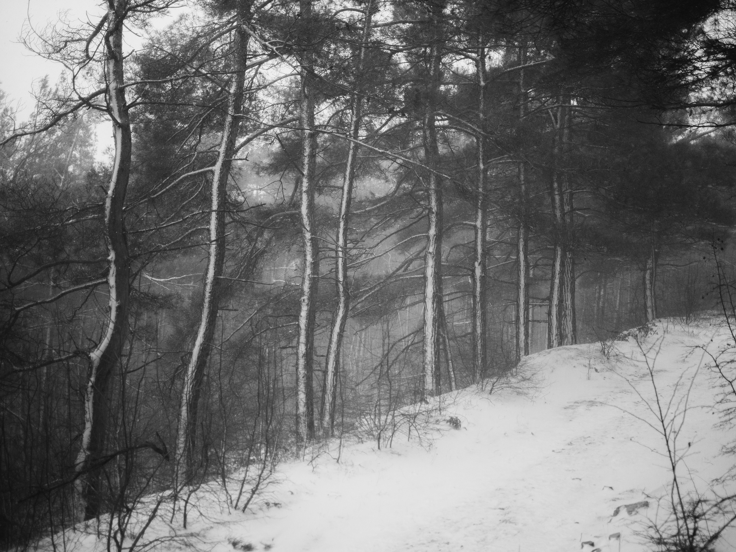 Улицы Люди на улицах Природа Животные — фотограф Оля Волчкова