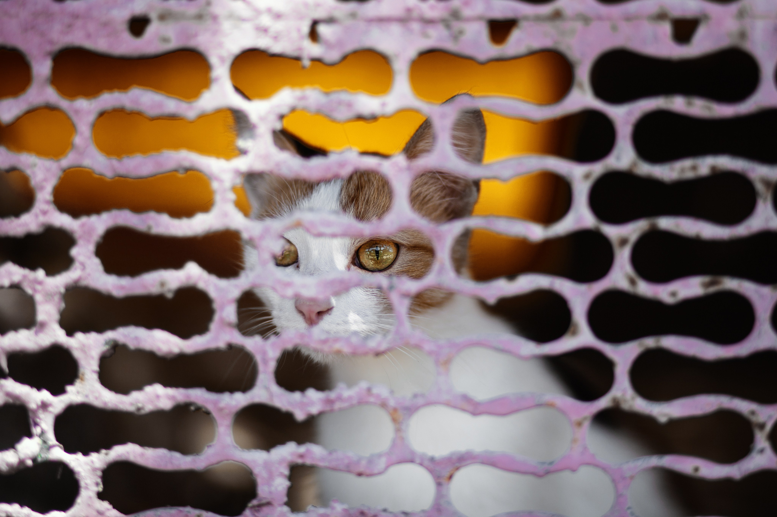 Улицы Люди на улицах Природа Животные — фотограф Оля Волчкова