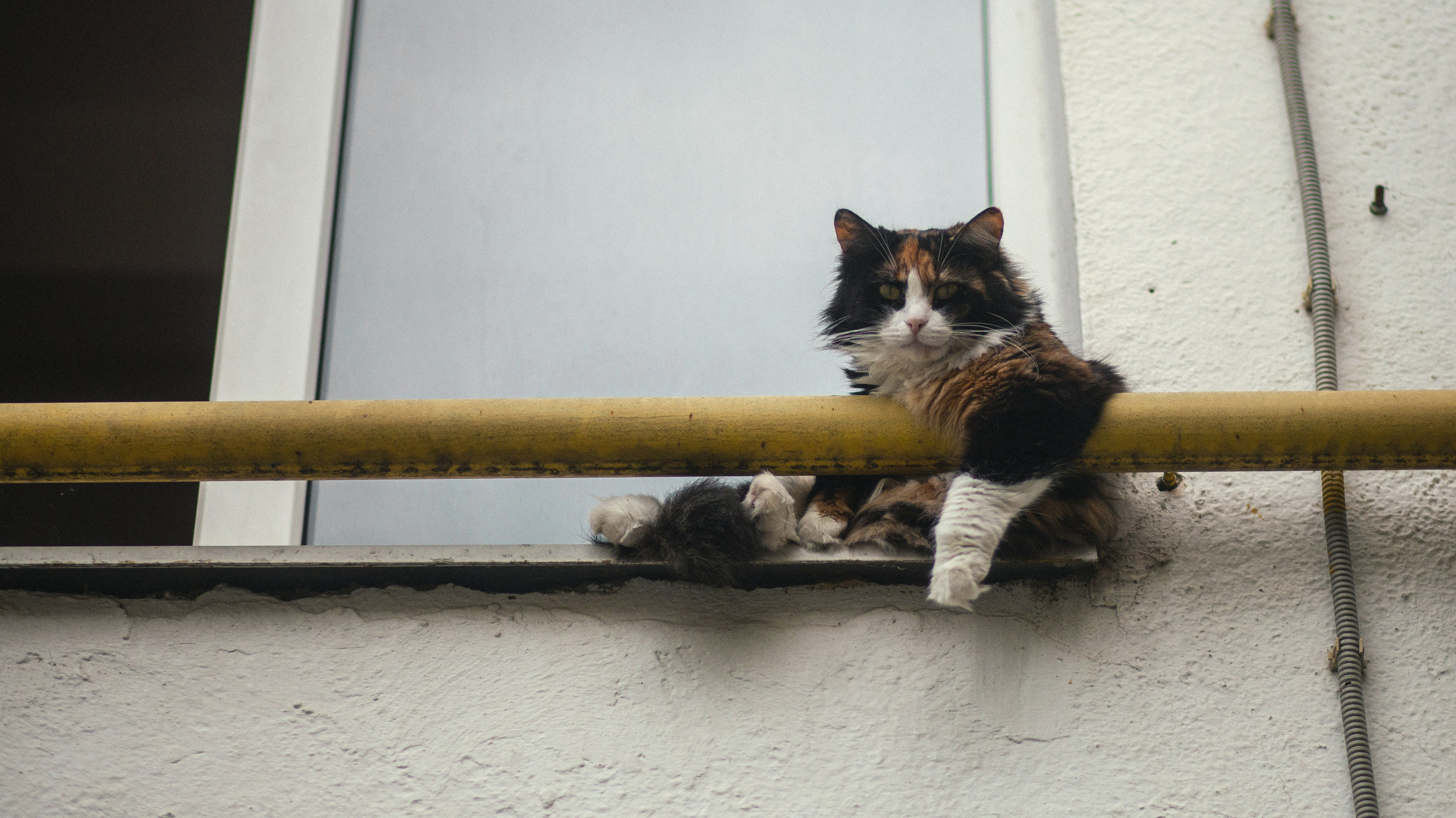 Улицы Люди на улицах Природа Животные — фотограф Оля Волчкова