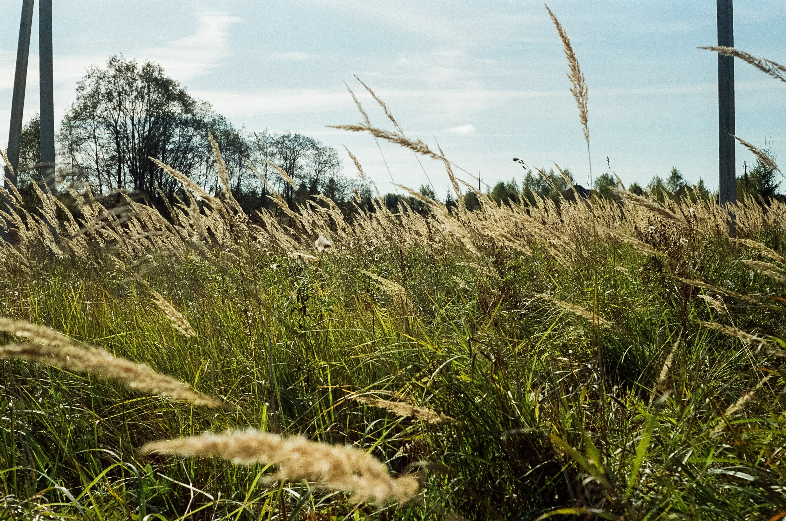 Voigtlander Vitessa / Color-Skopar 50 mm f/3.5 / Kodak Gold 100 (просрочка)