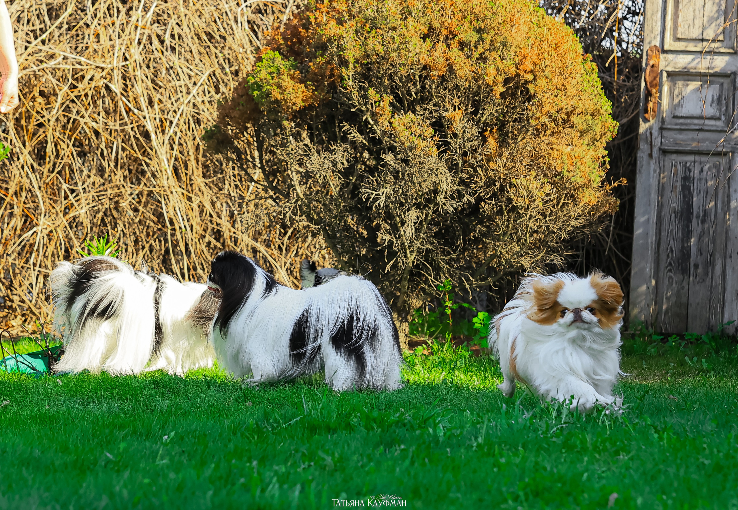 Японский хин, фотография японский хин, собака в цветах, красивая собака, фотограф анималист, фотокурс Анималистика, научиться фотографировать собак, фотограф Новосибирск