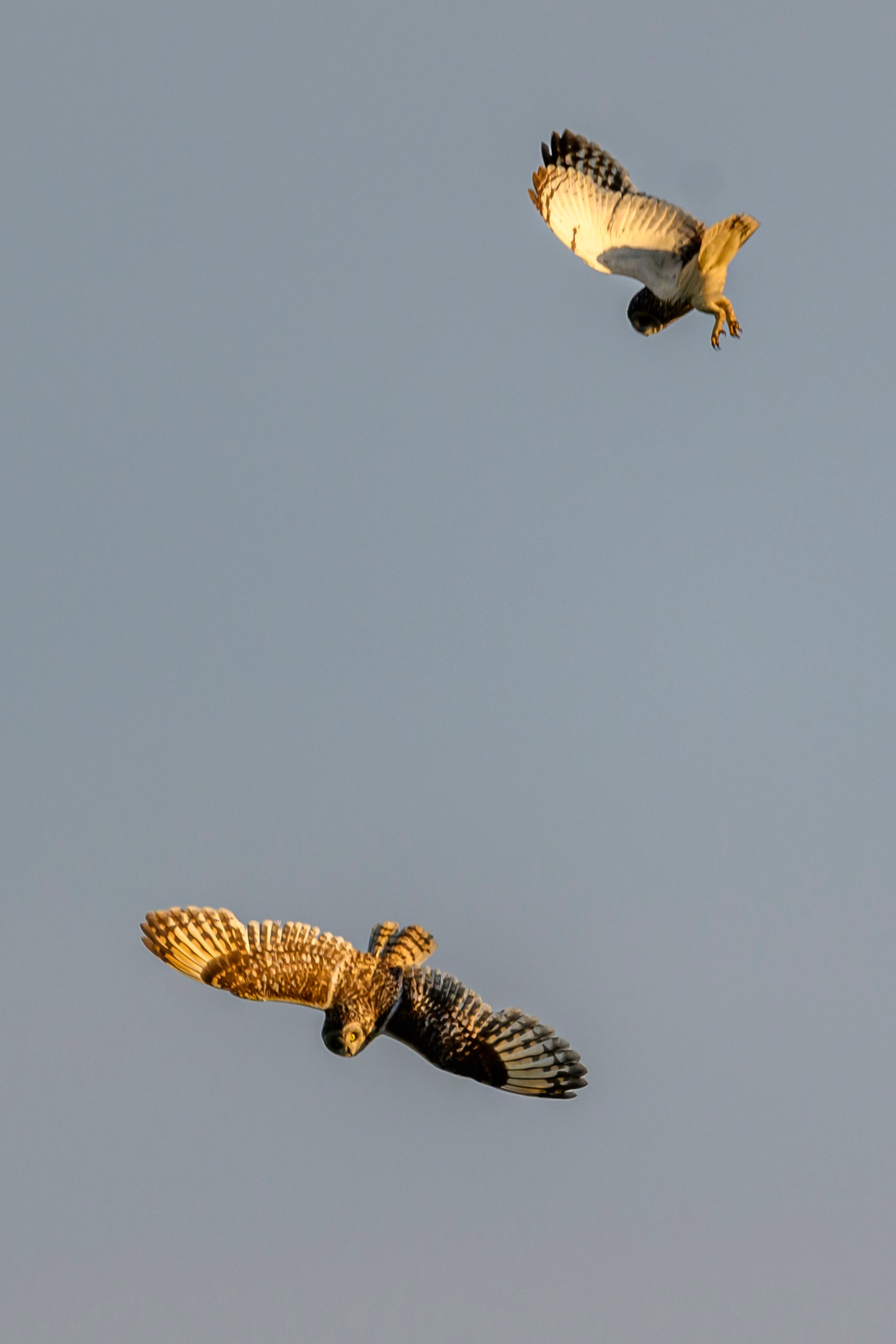 Битва сов и кормление совят. The Owl Battle and Feeding the Nestlings. Фотограф Сергей Пупонин
