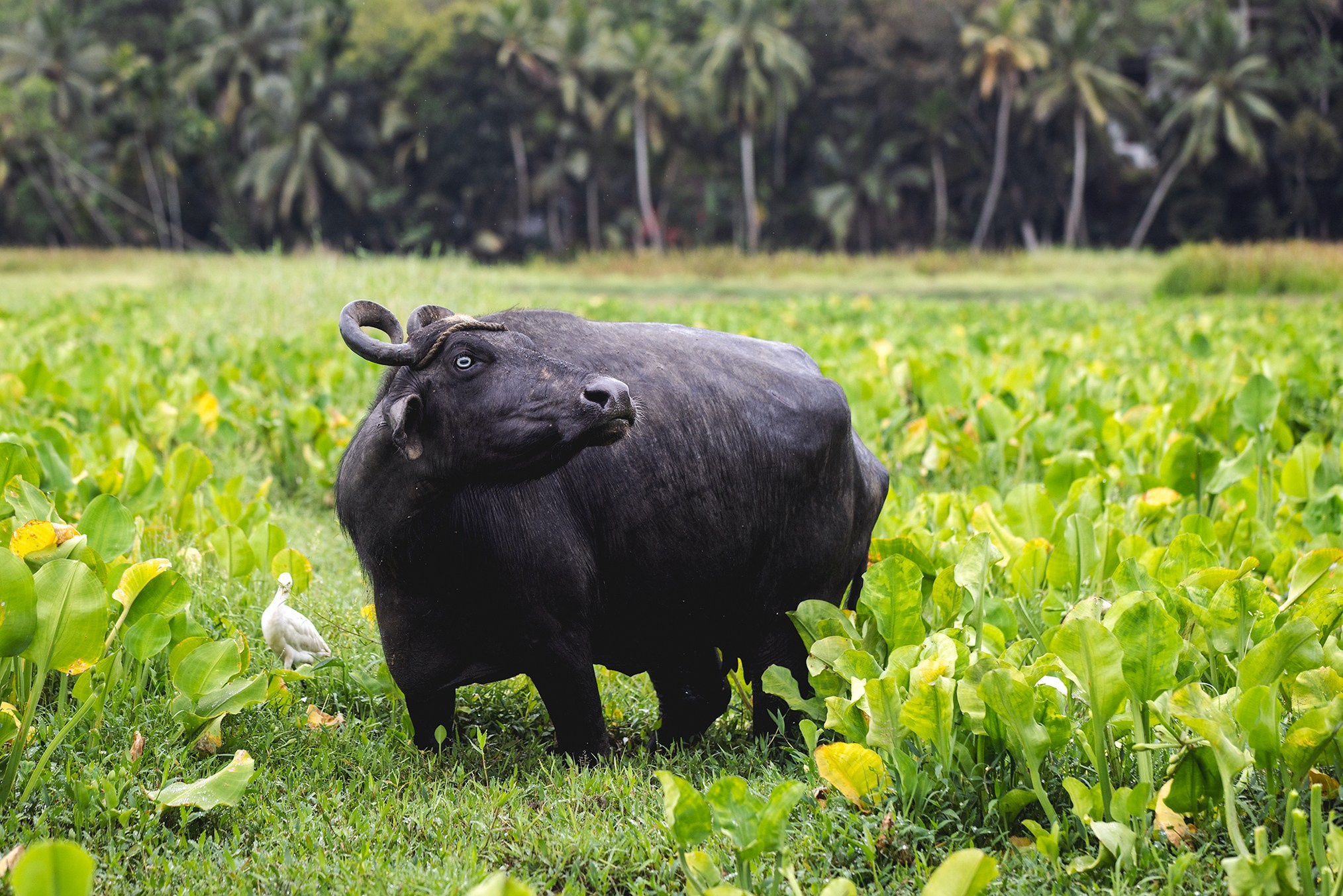 Sri-Lanka. High-quality interior photos for your home, office, hotel