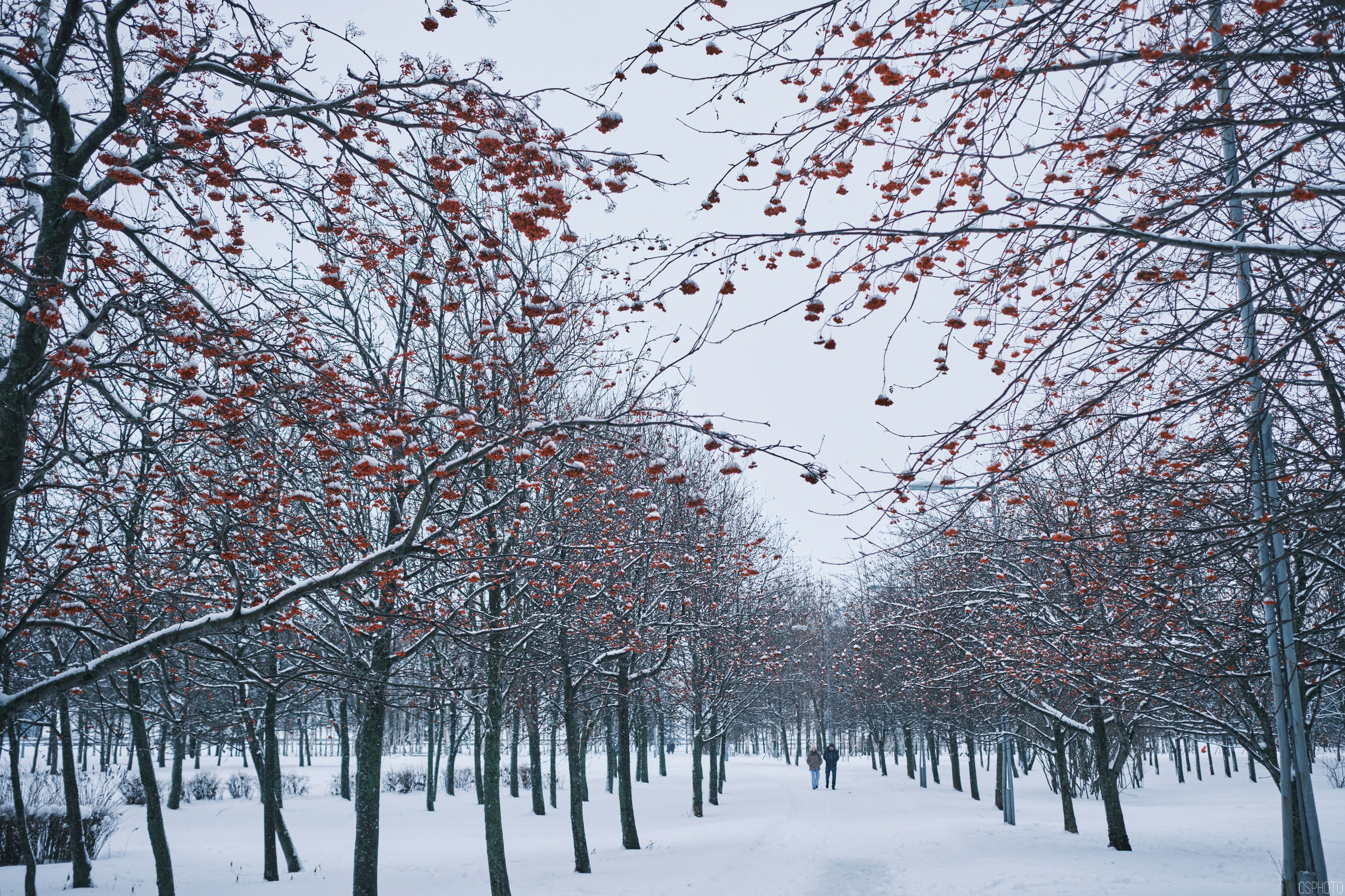 Снег и туман в Санкт-Петербурге. Фотографъ Сергѣевъ. Поймать мгновеніе