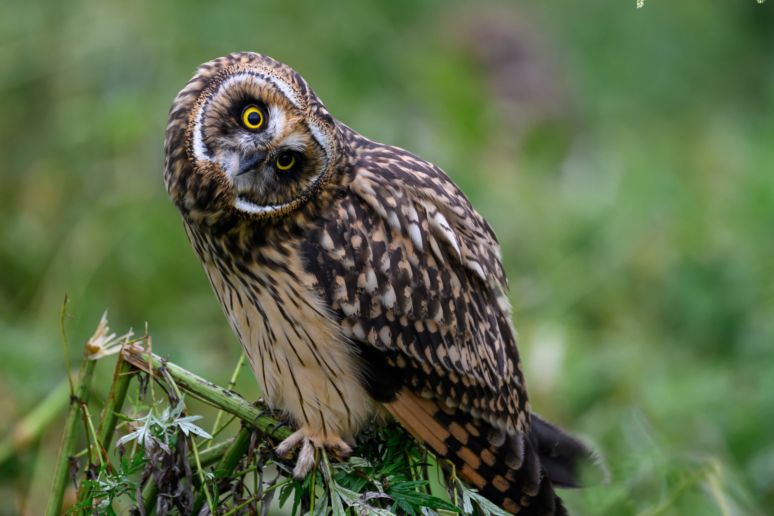 Совята и тест фотоштатива на дверь авто. Owlets and Test of DIY Window Mount. Wildlife photography by Sergey Puponin