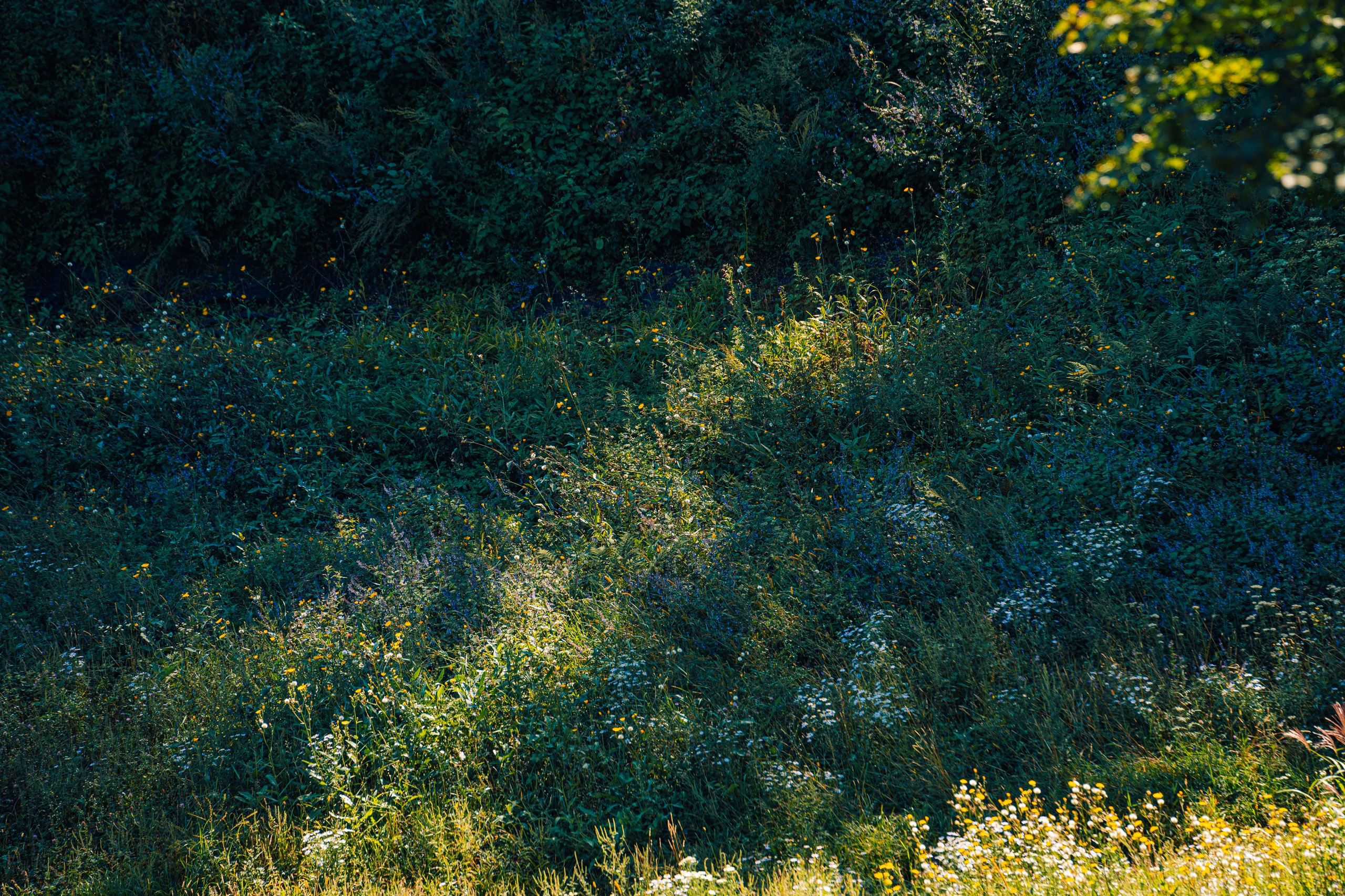 Гора Литовка (Фалаза). Иван Зайцев (IZIART) — создание культурного кода через фото и видео