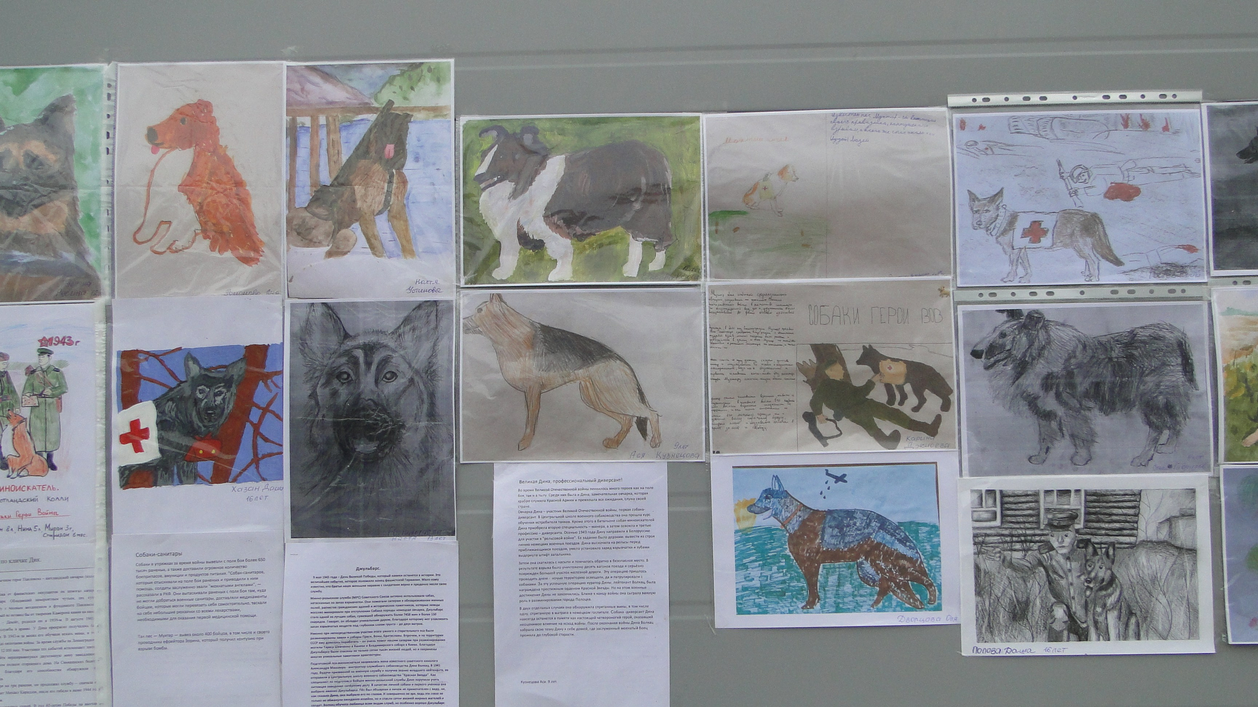 Кинологические старты. НРОО КЦ "Собаковод"