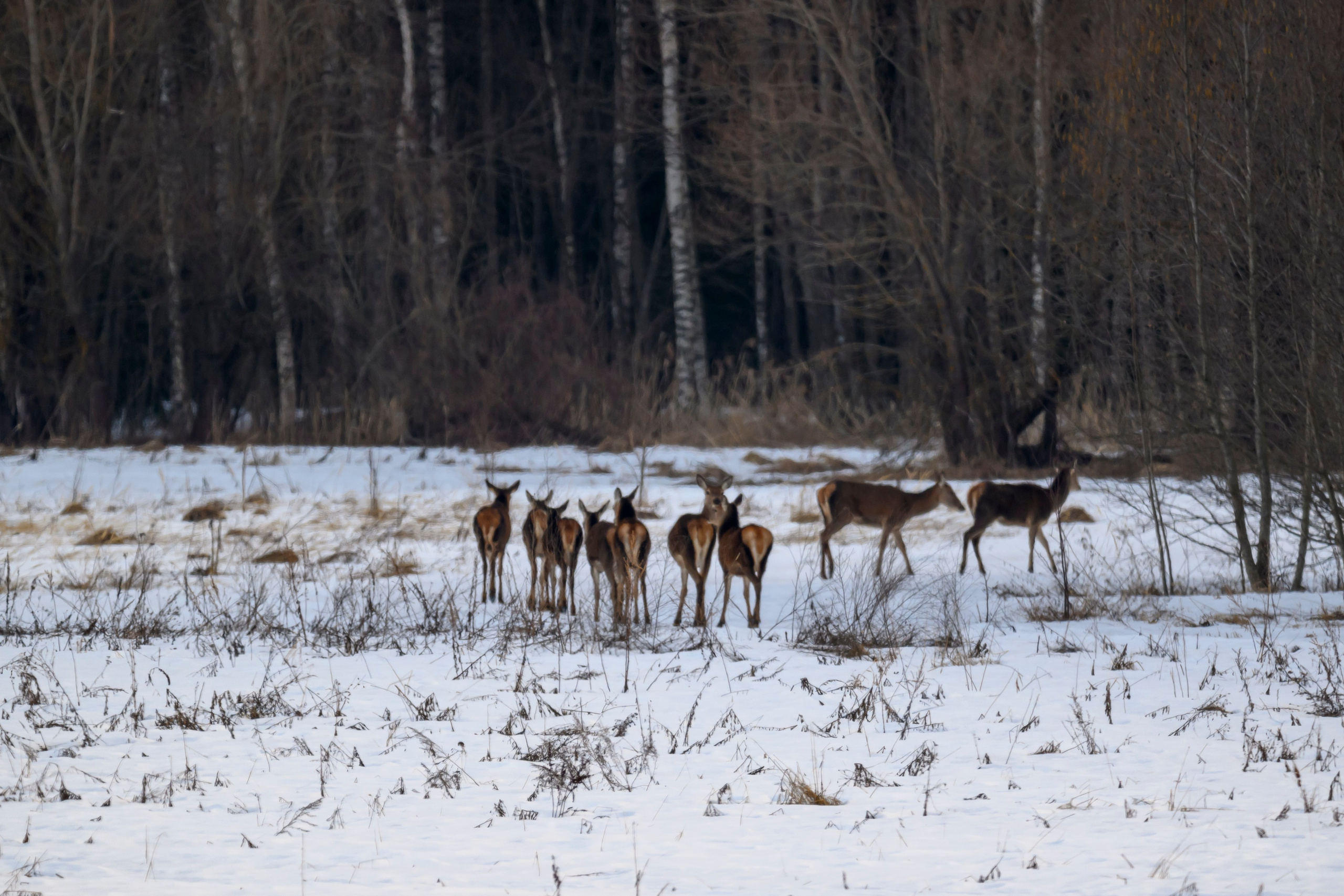 Олени не стали позировать. Фотограф Сергей Пупонин