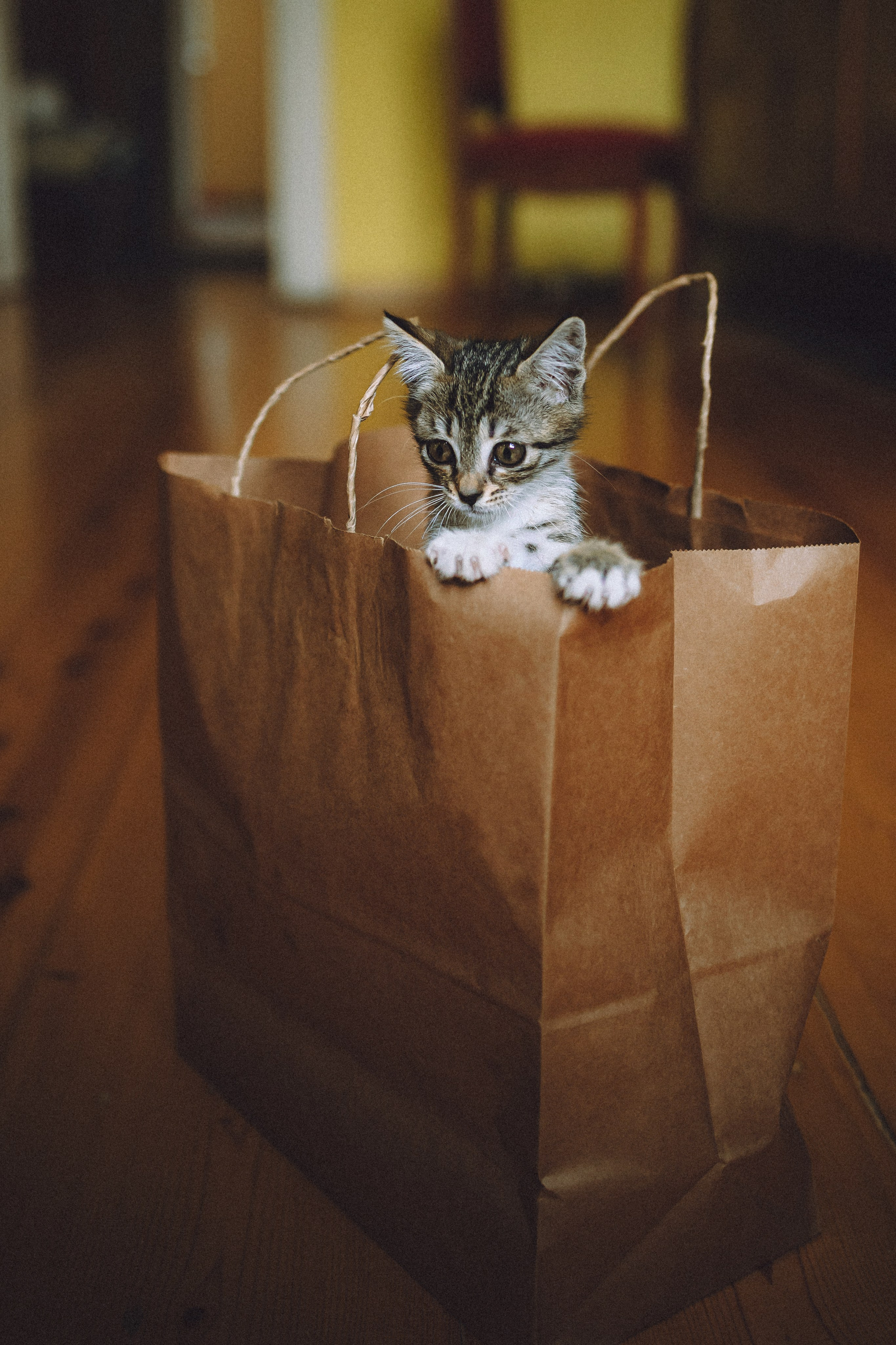 Более 30 идей для фотосессии с котенком